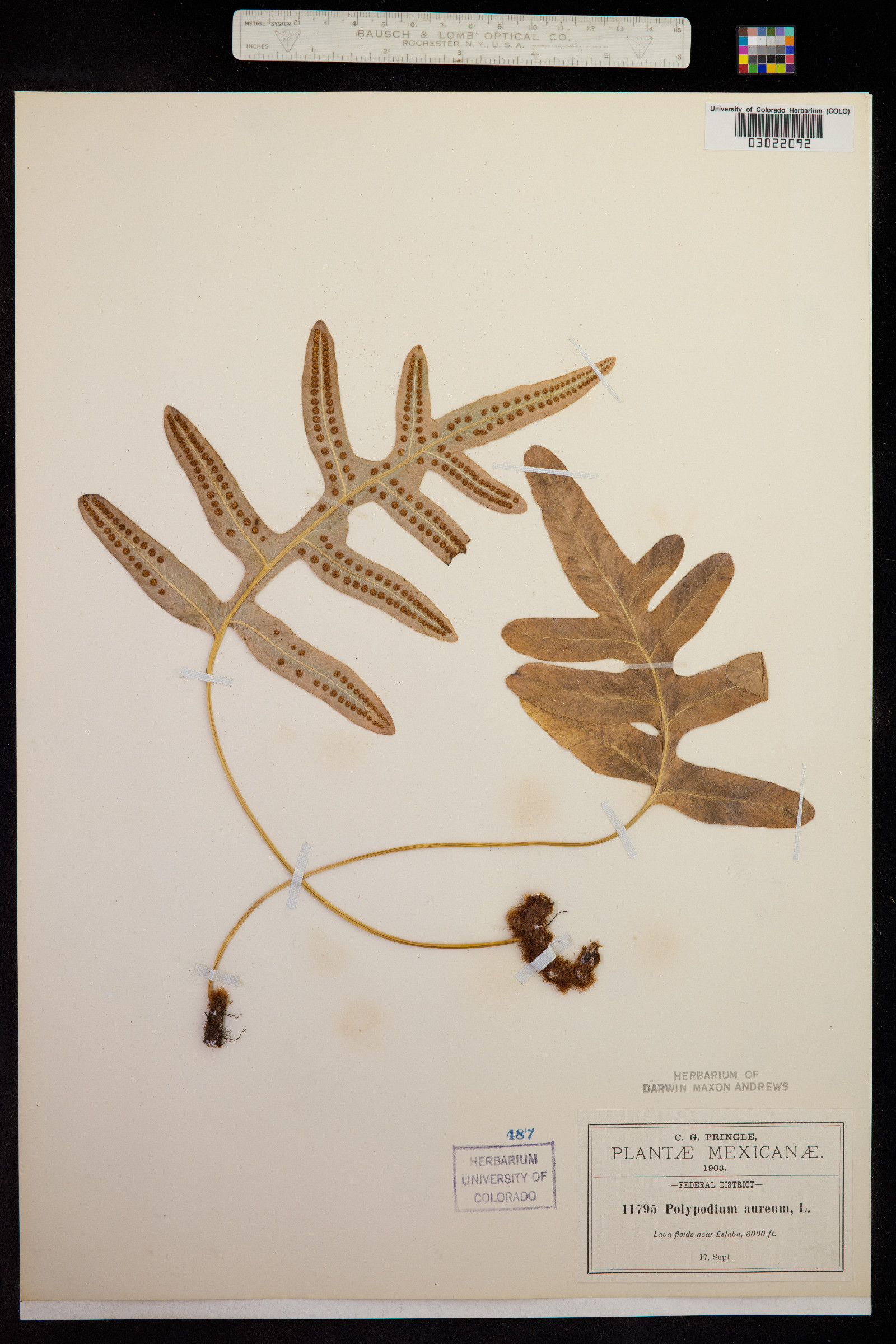 Phlebodium aureum image