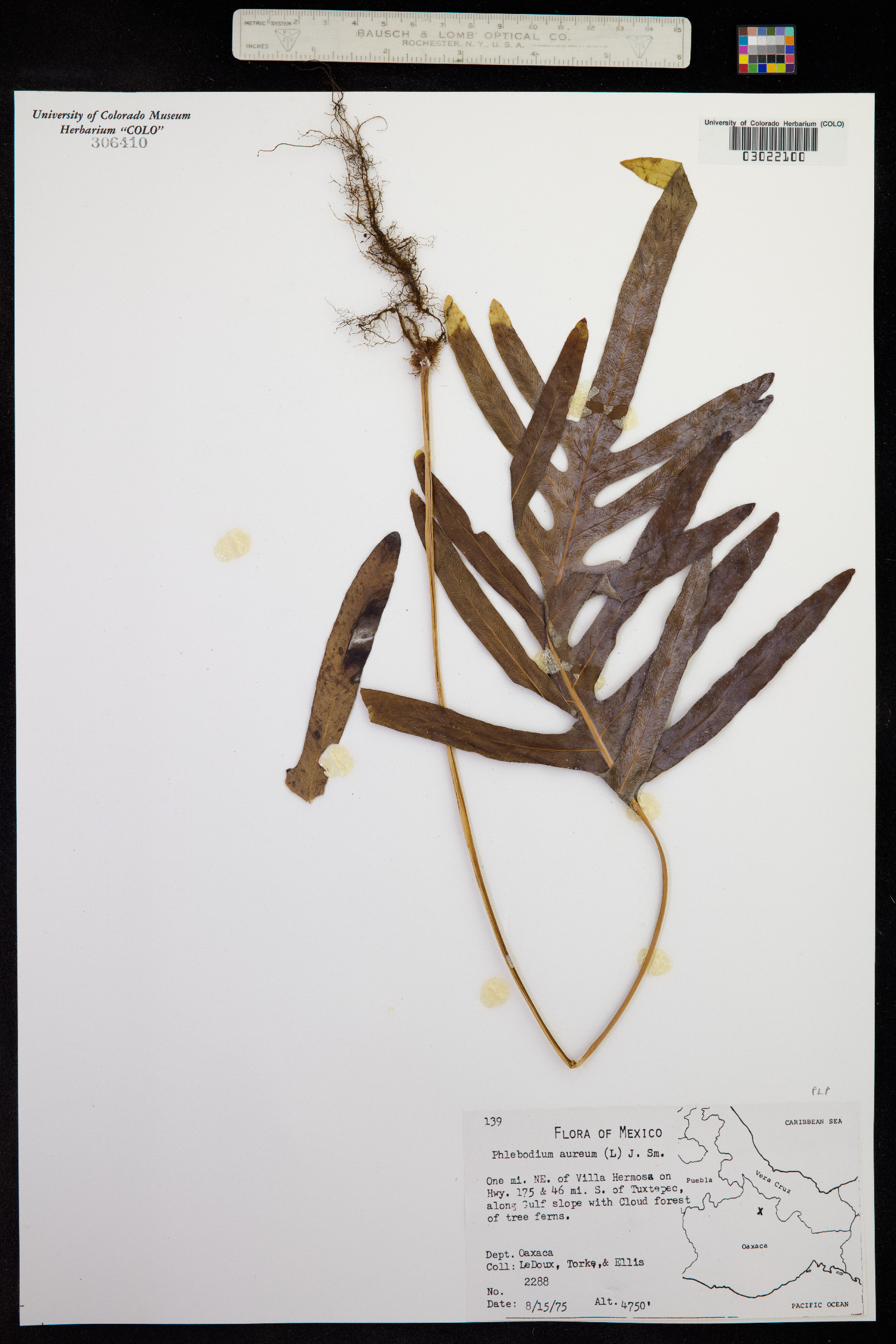 Phlebodium aureum image