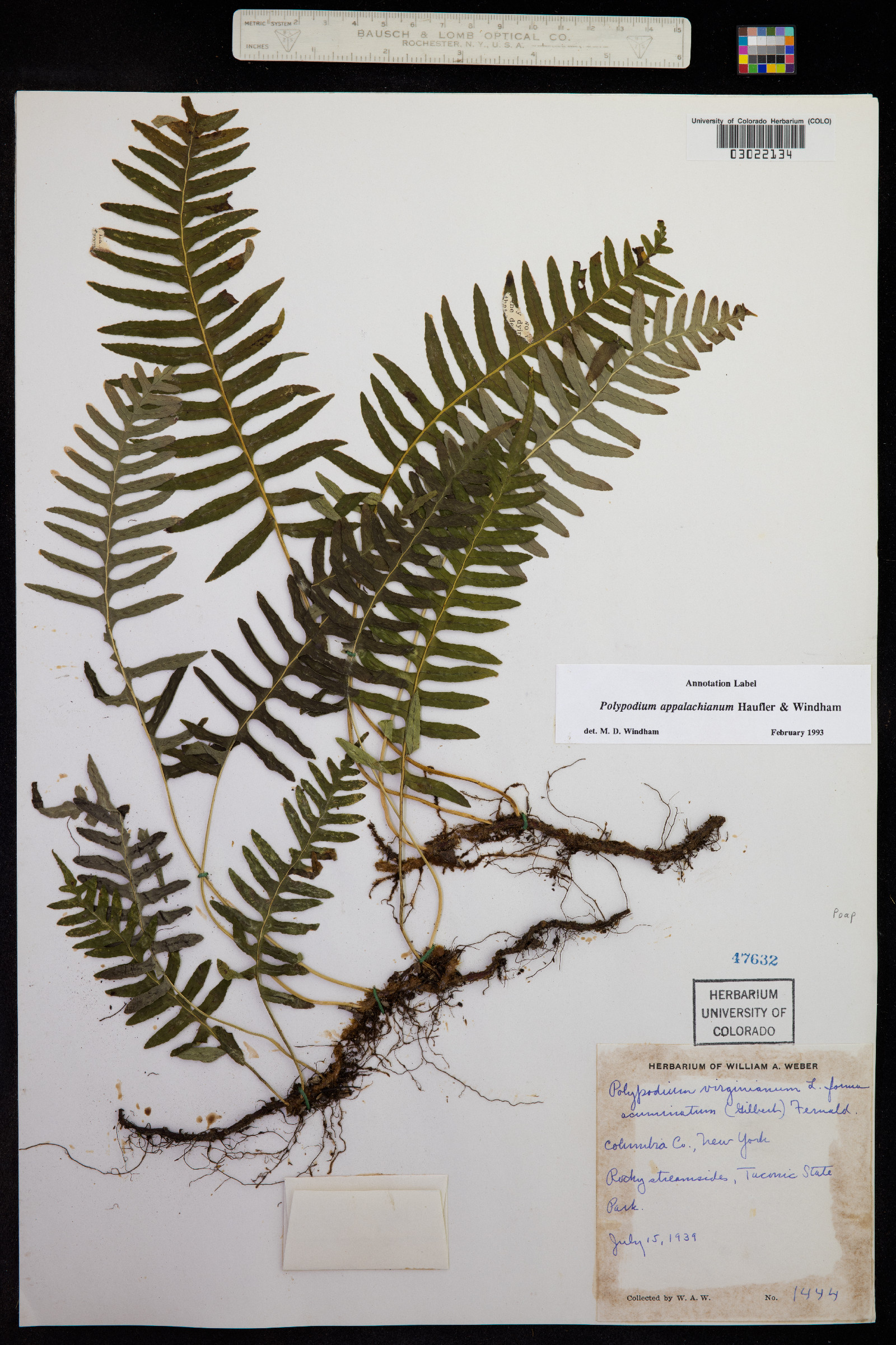 Polypodium appalachianum image