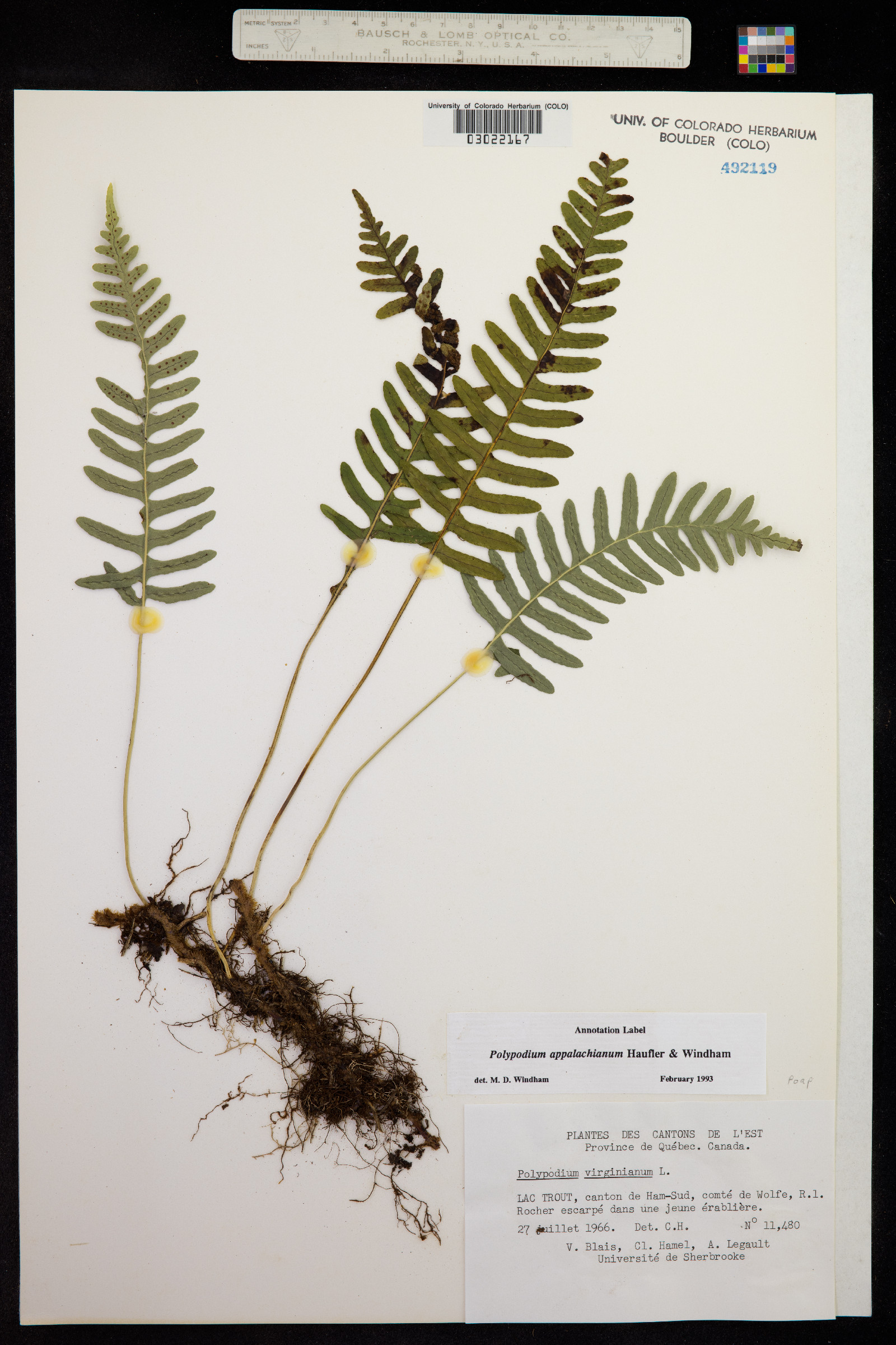 Polypodium appalachianum image
