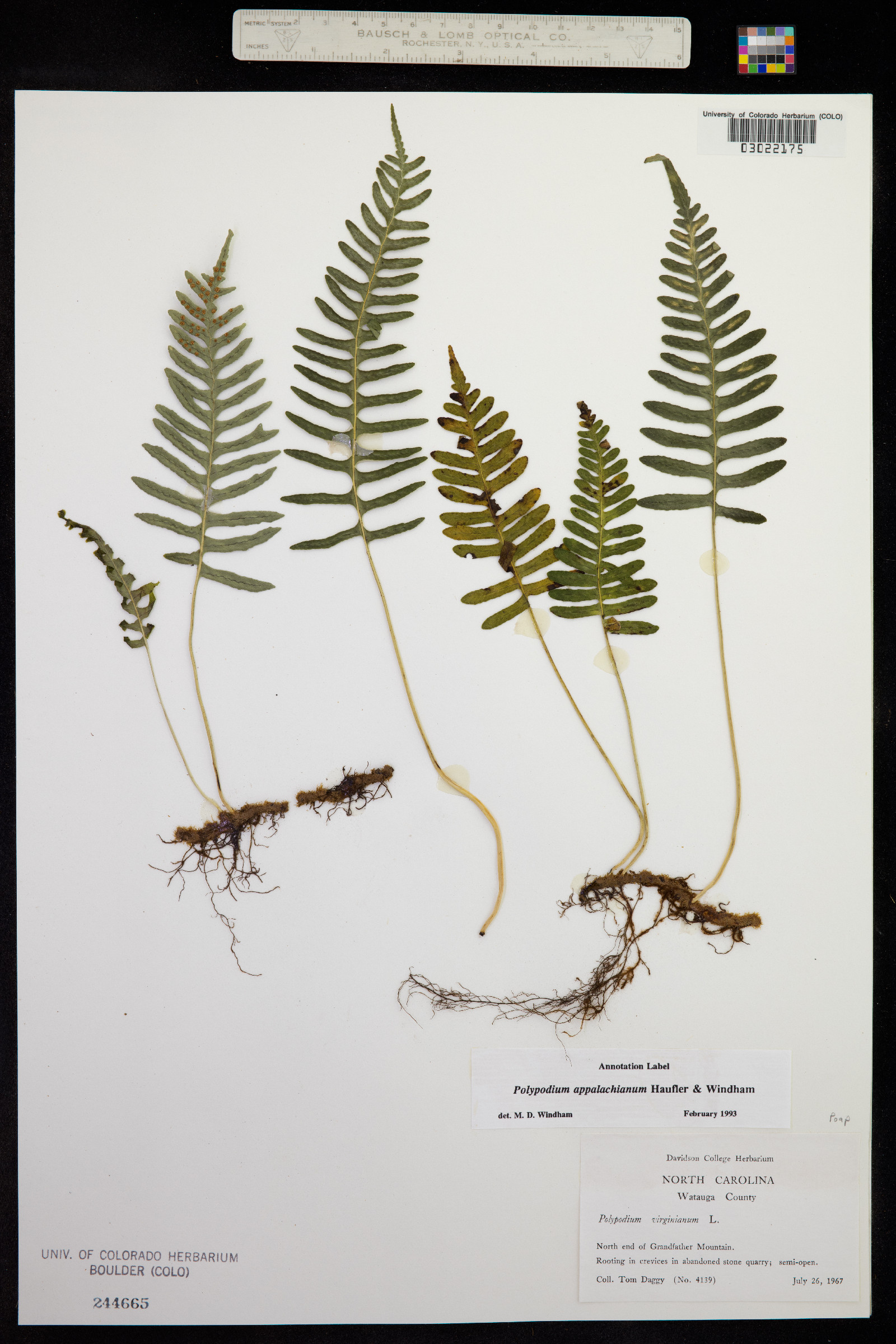 Polypodium appalachianum image