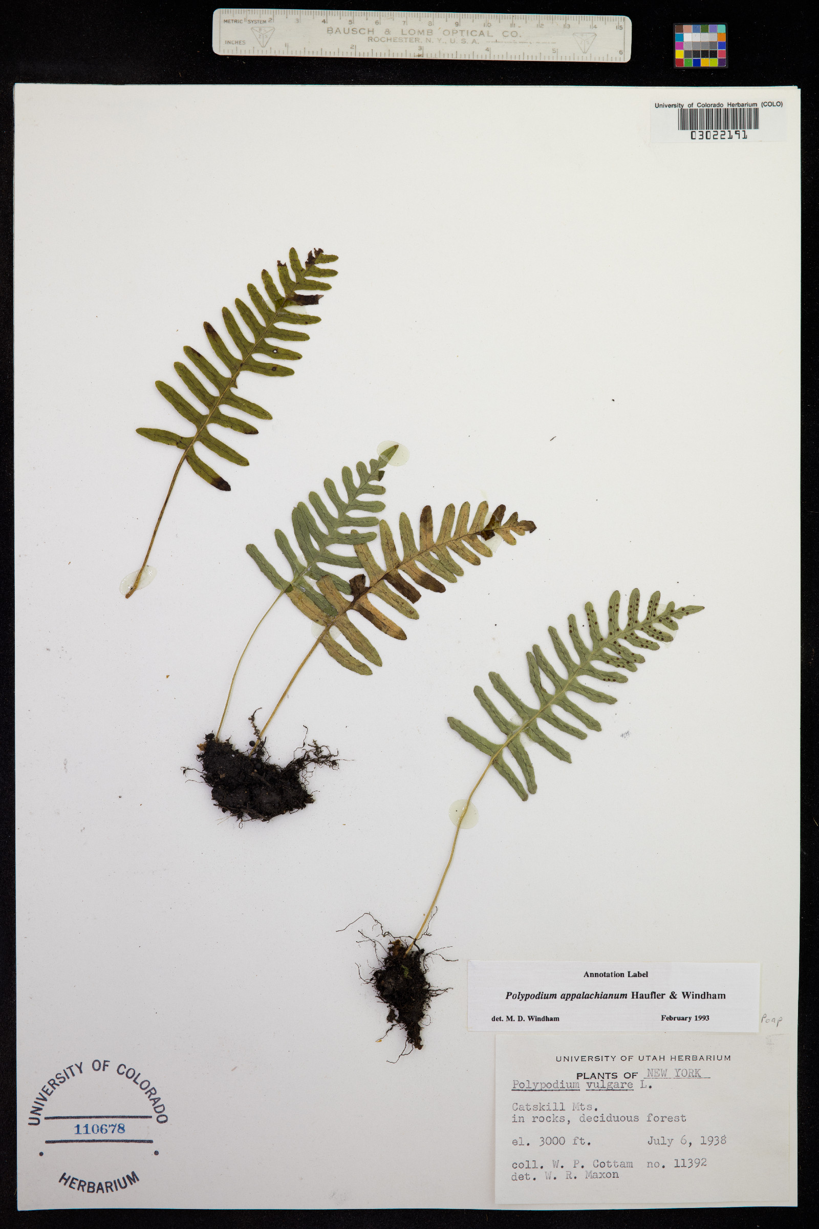 Polypodium appalachianum image
