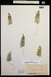 Image of Polypodium appalachianum