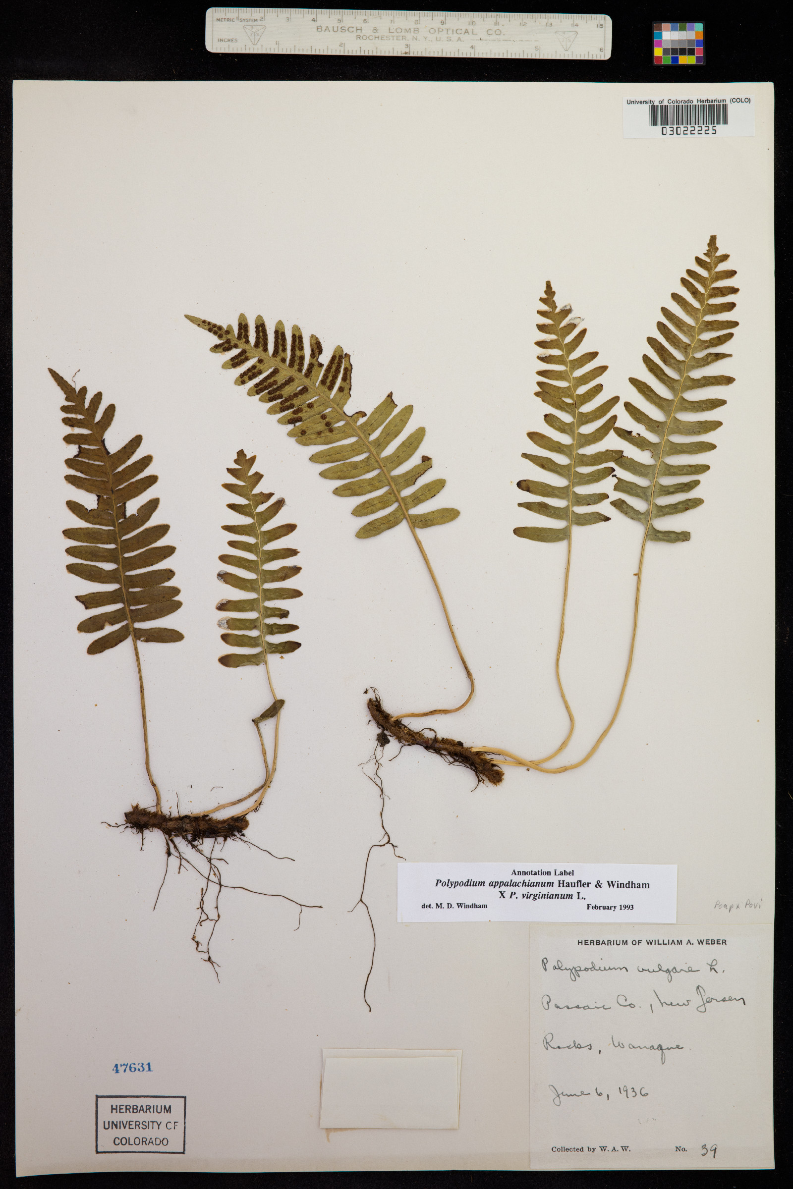 Polypodium appalachianum image