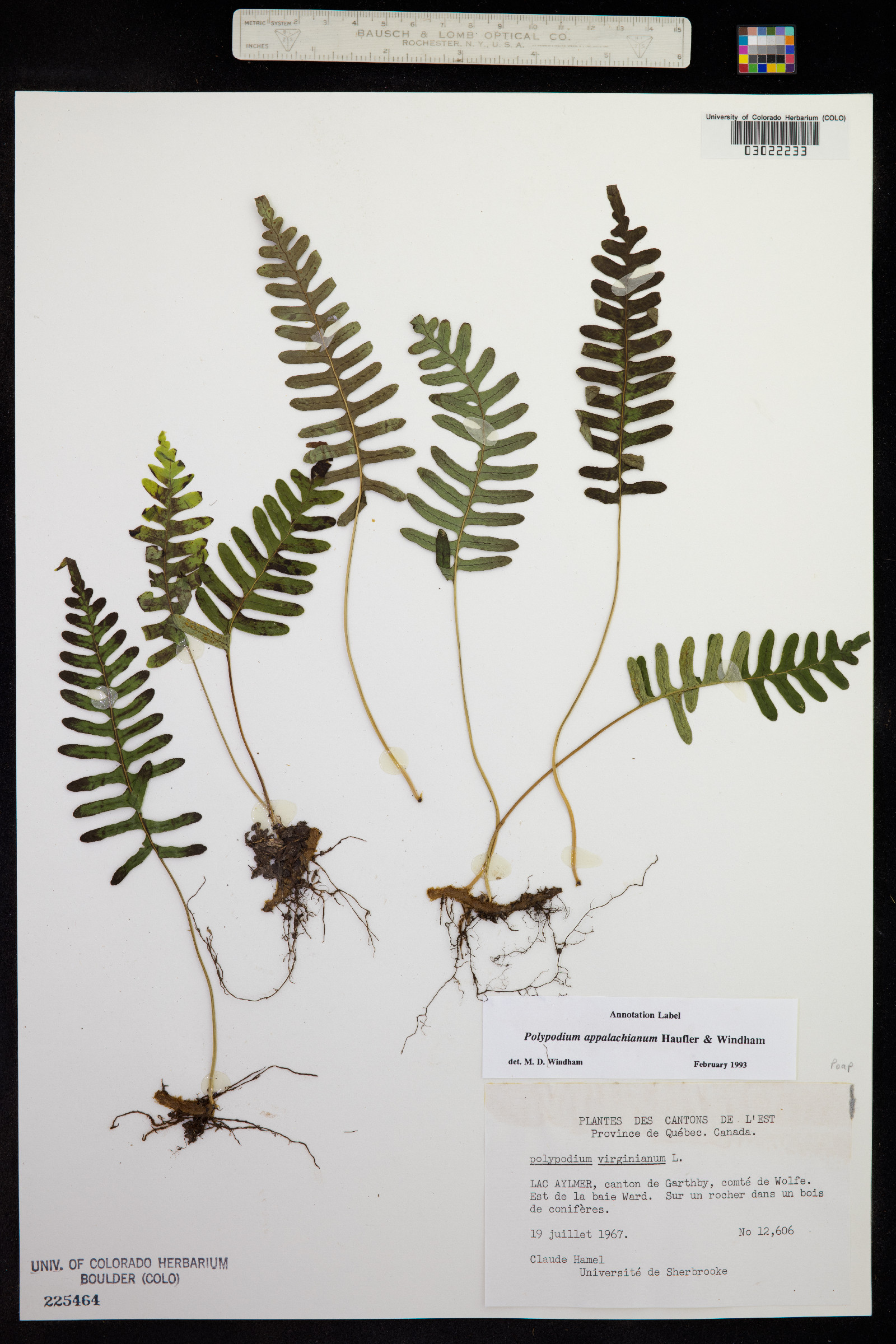 Polypodium appalachianum image