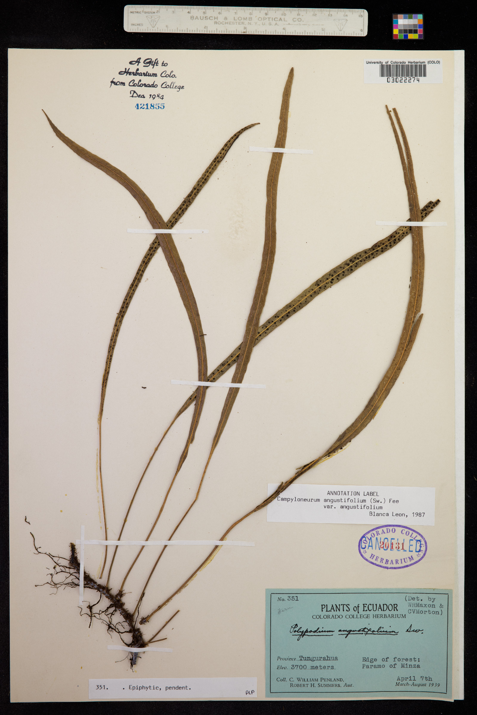 Campyloneurum image