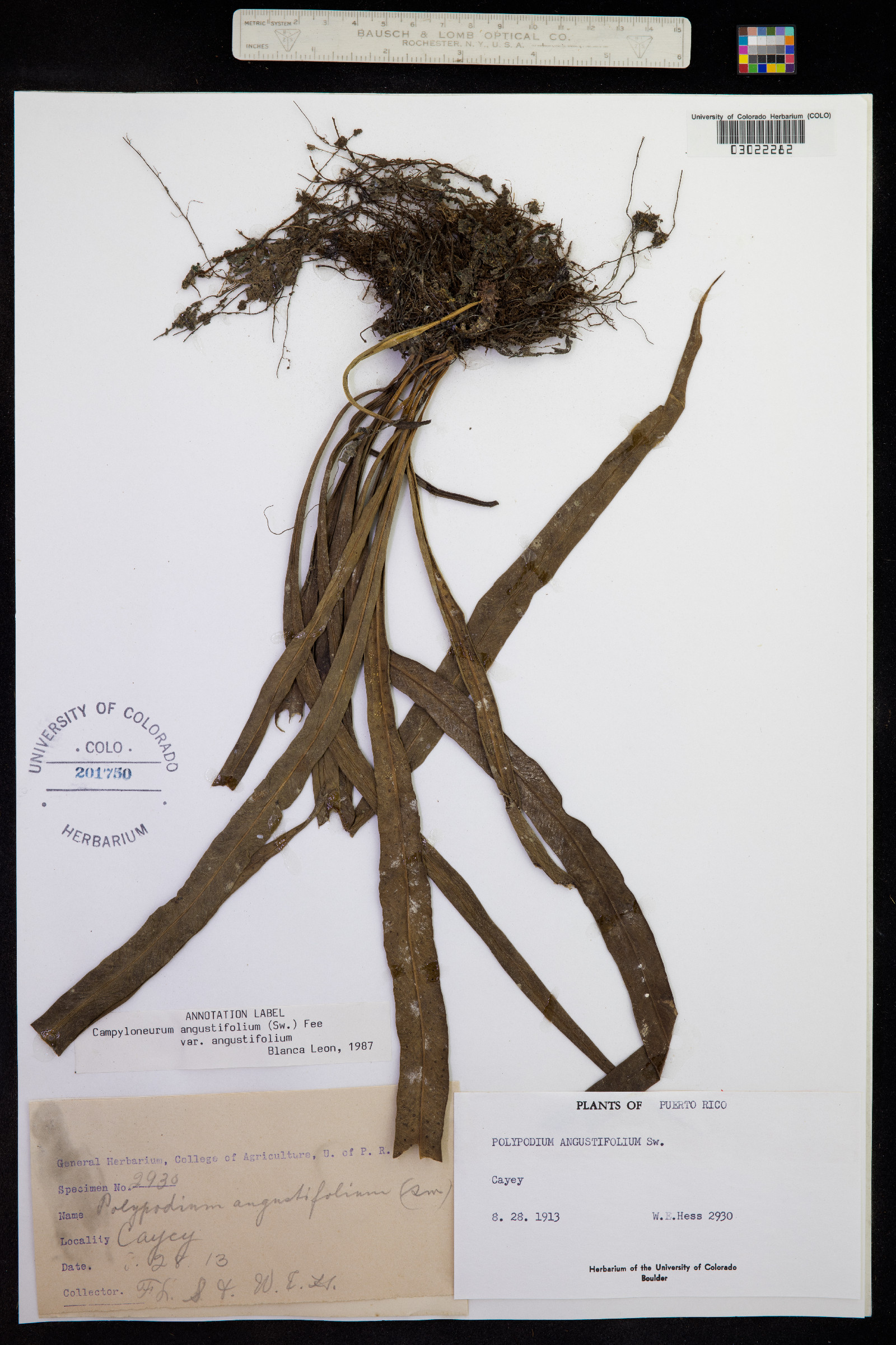 Campyloneurum angustifolium image