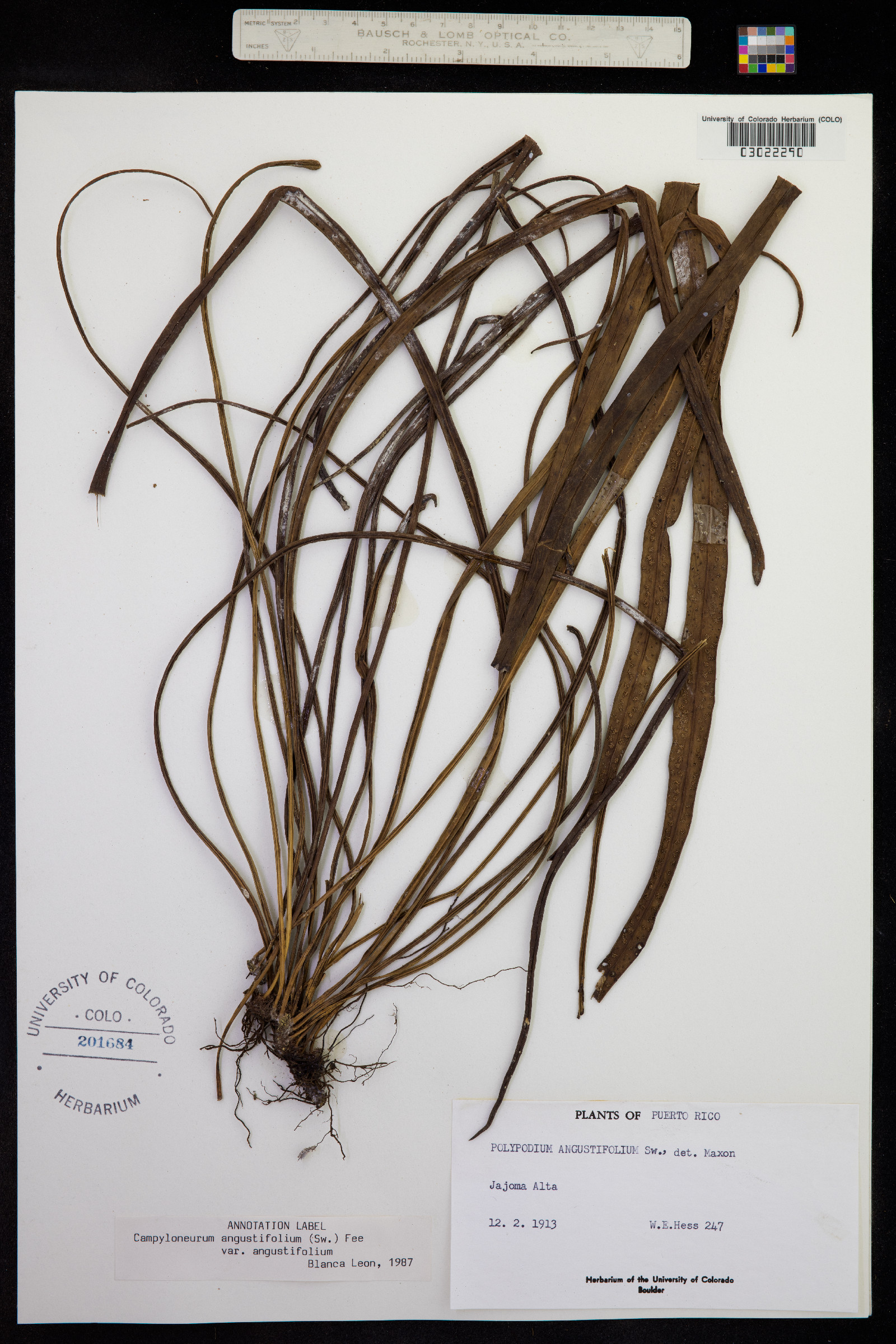 Campyloneurum angustifolium image