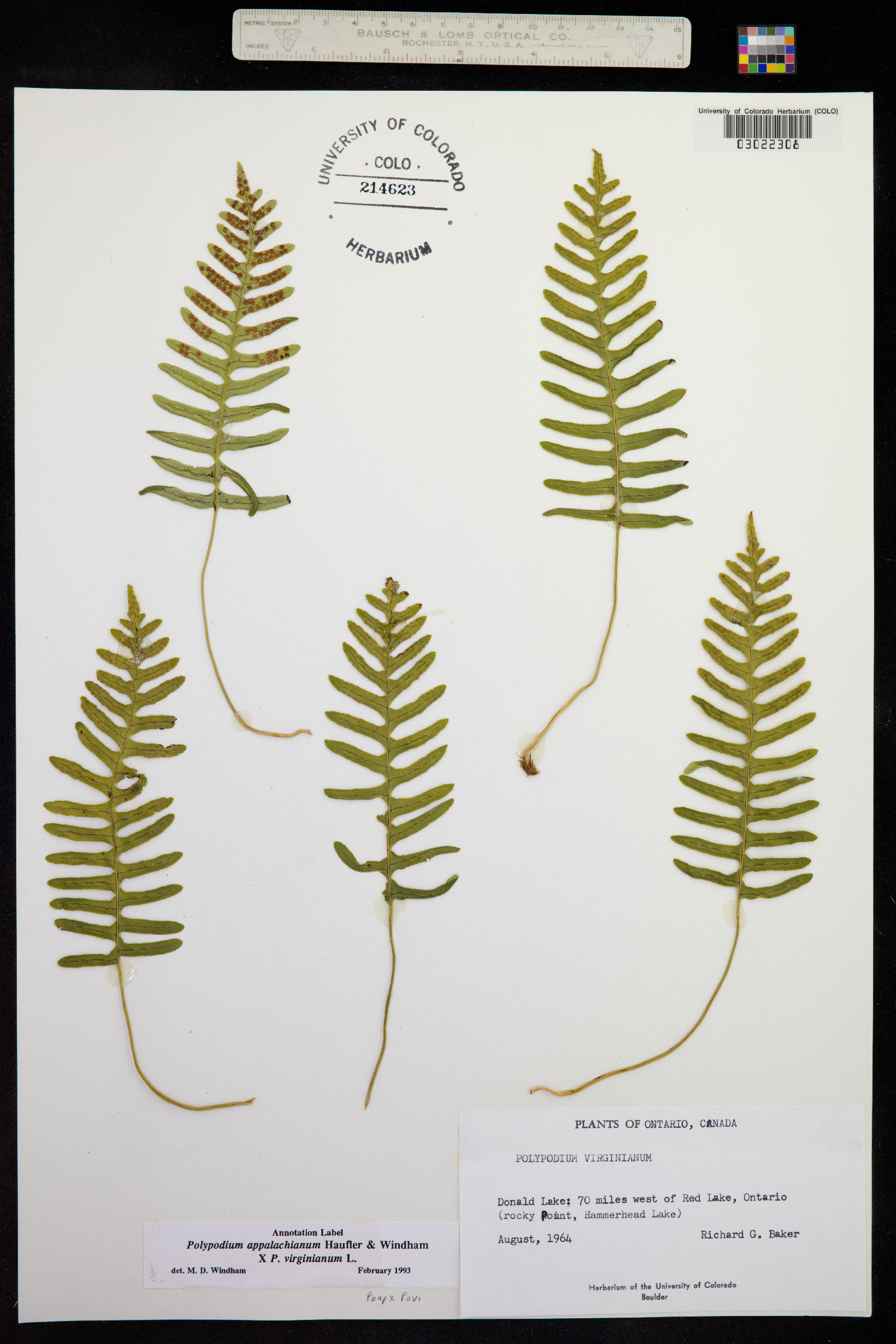 Polypodium appalachianum image