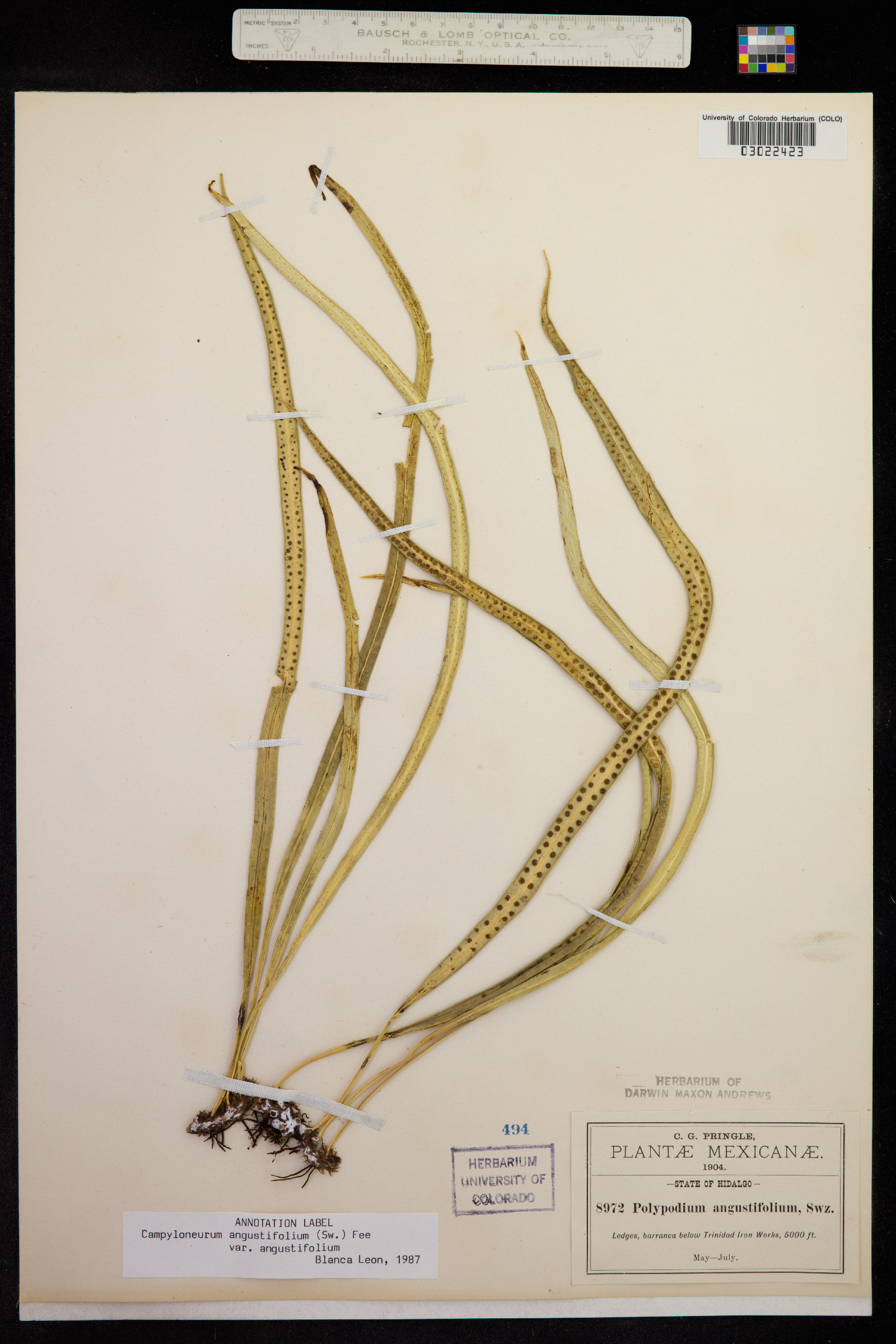 Campyloneurum angustifolium image