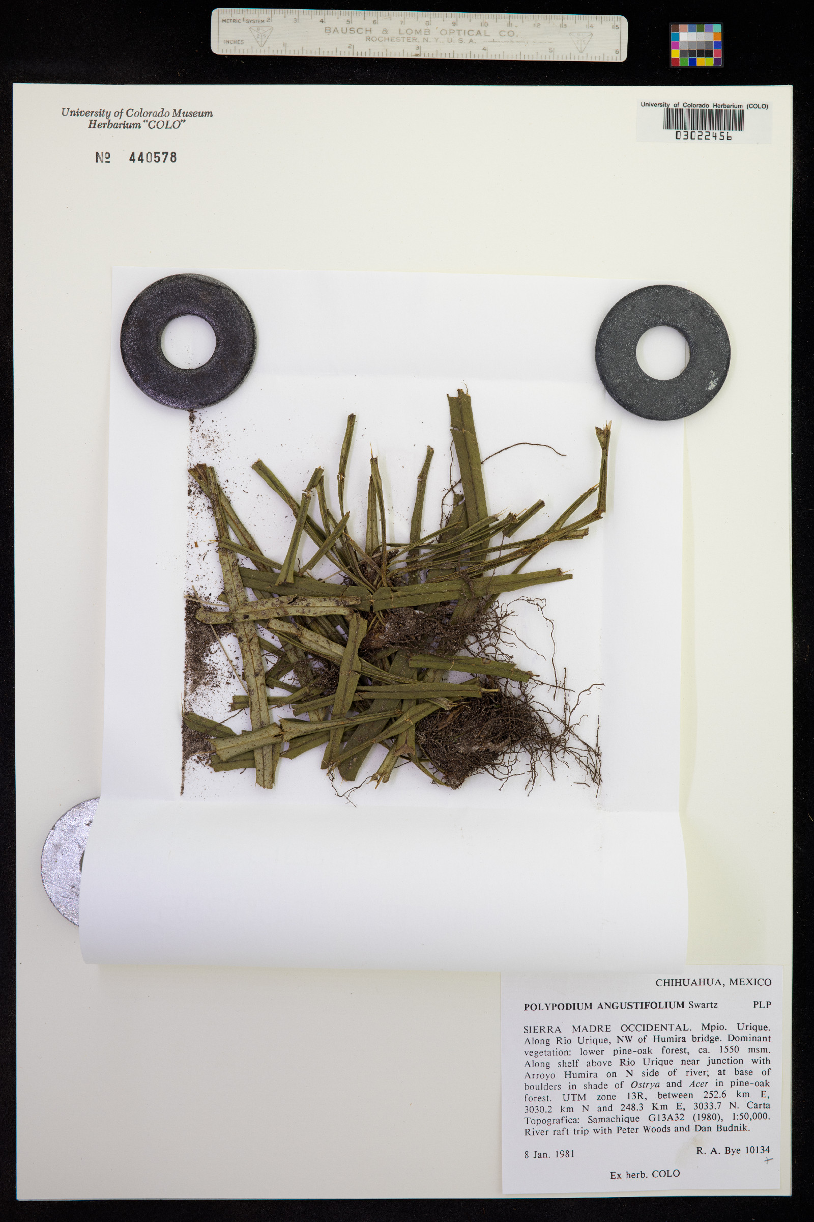 Campyloneurum angustifolium image