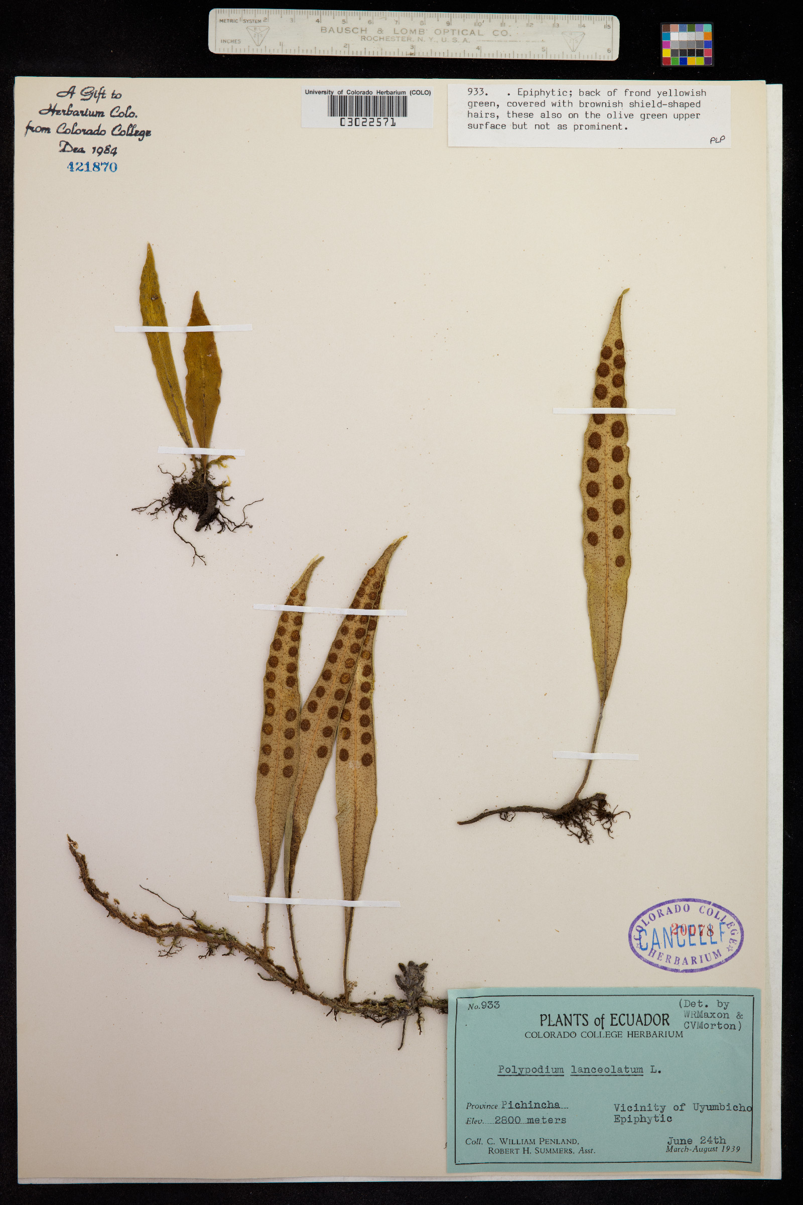 Polypodium lanceolatum image