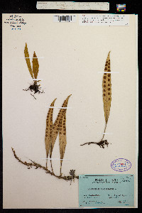 Image of Polypodium lanceolatum