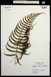 Image of Polypodium loriceum