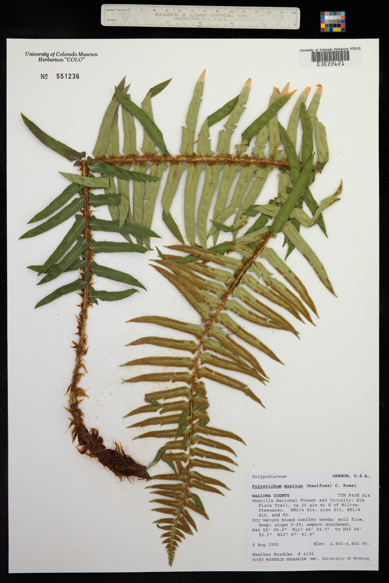 Polystichum image