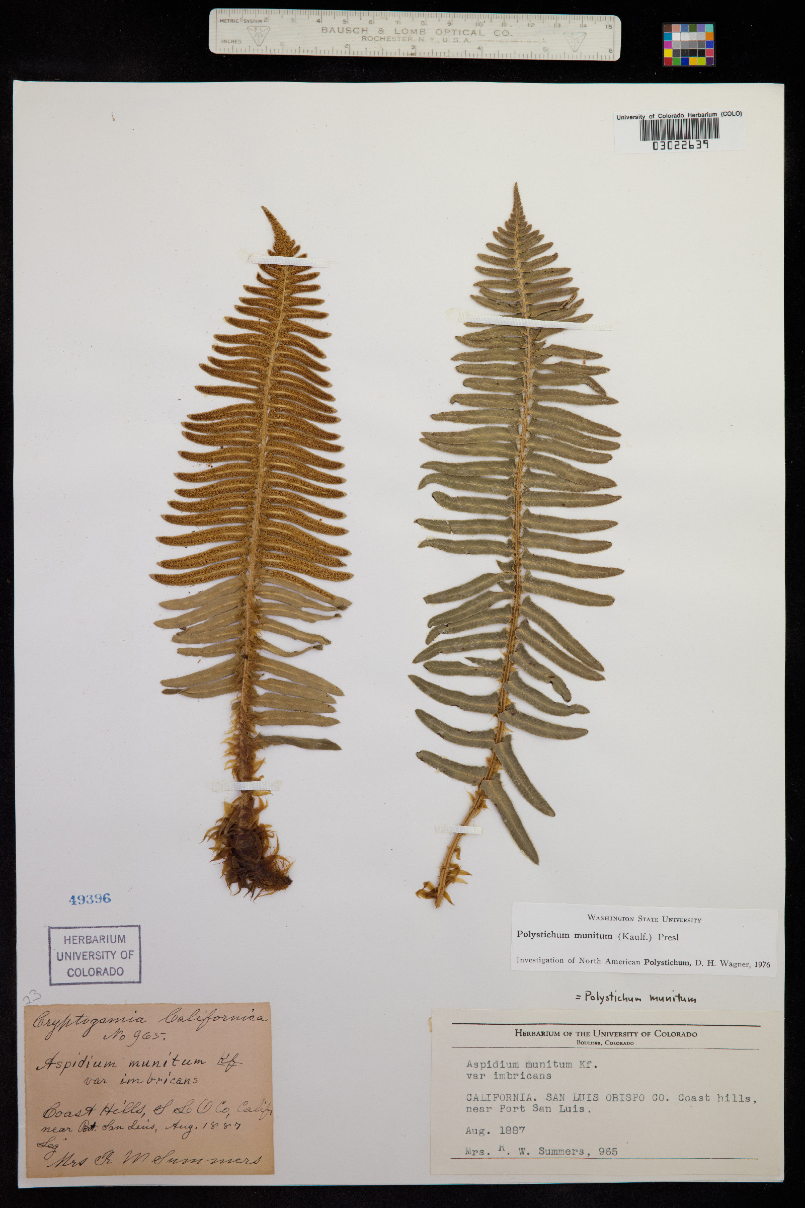 Polystichum munitum image