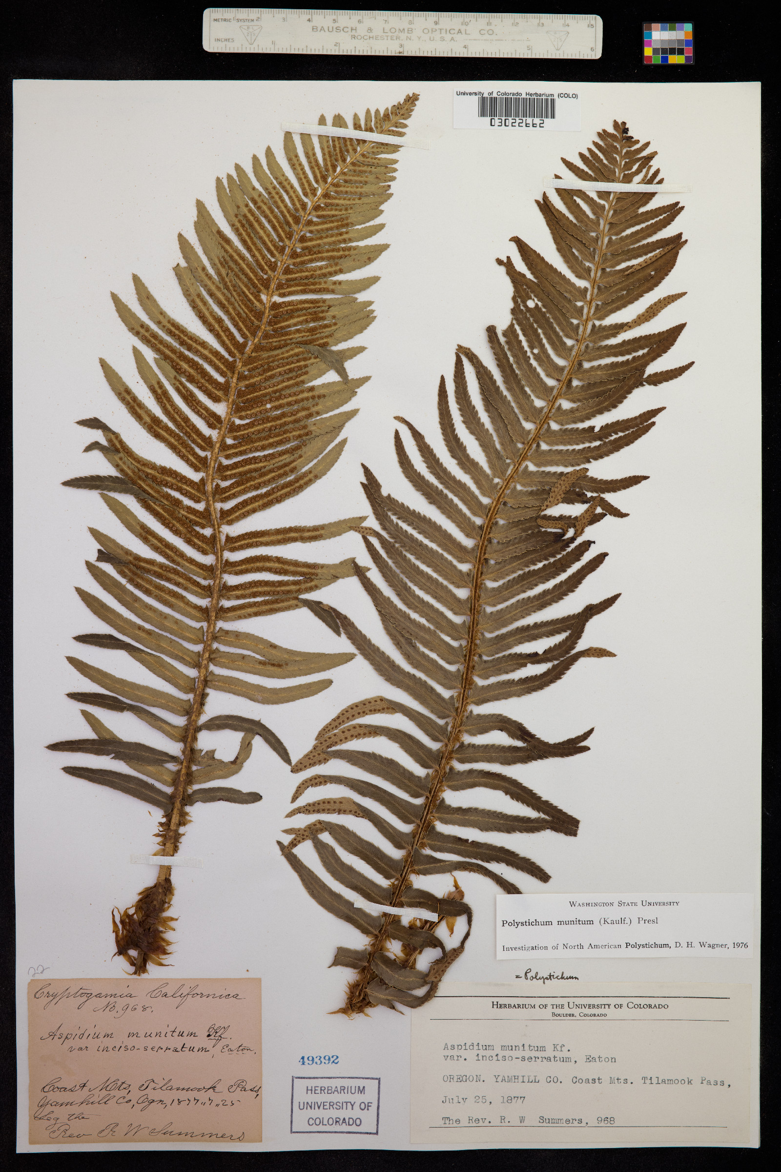 Polystichum image
