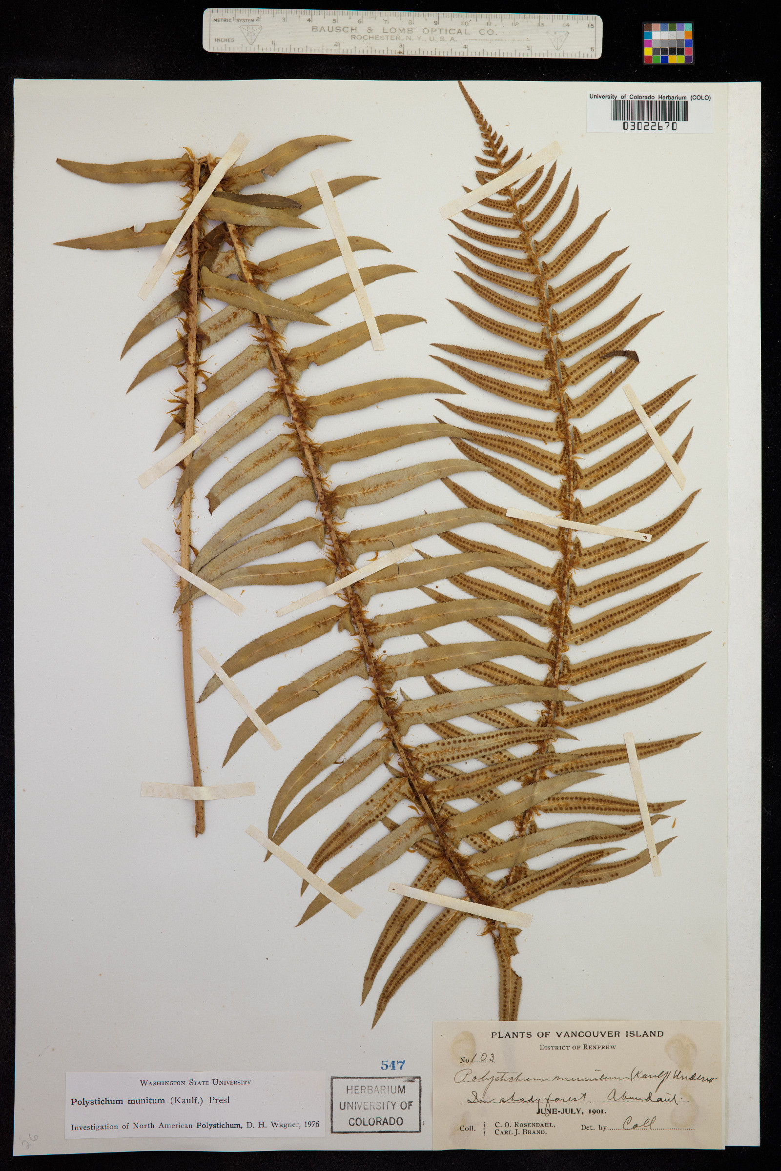 Polystichum munitum image
