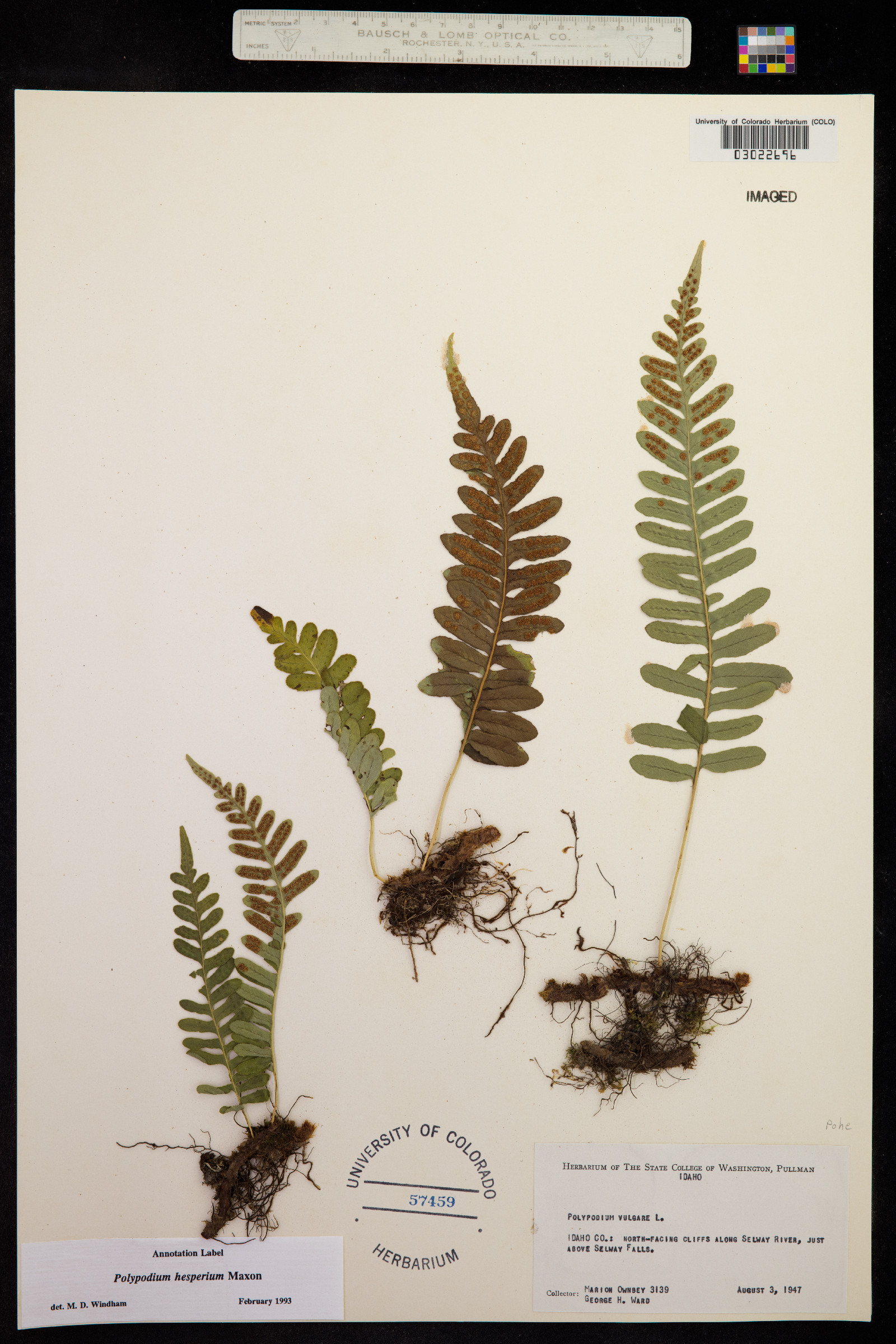 Polypodium hesperium image