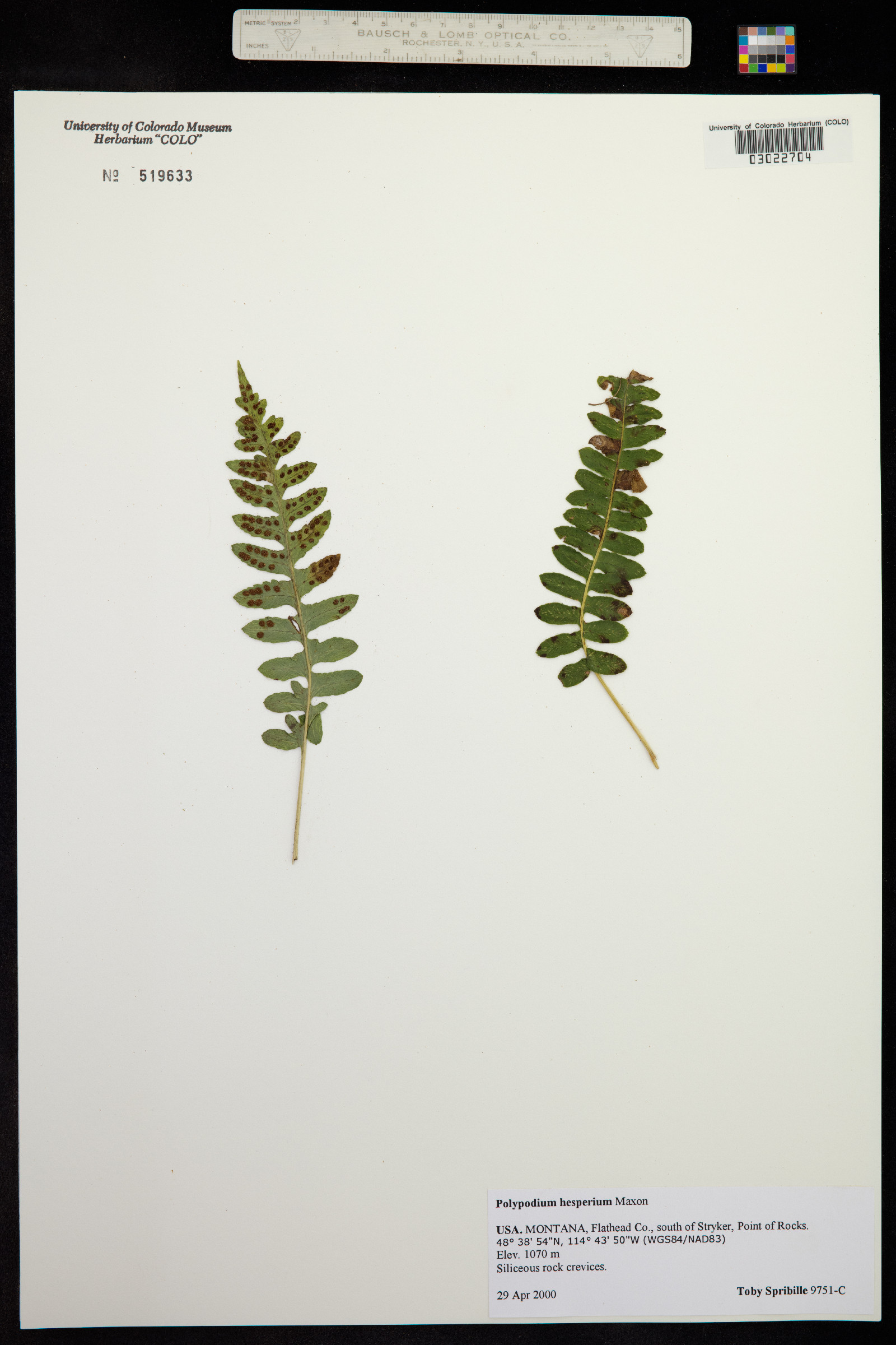 Polypodium hesperium image