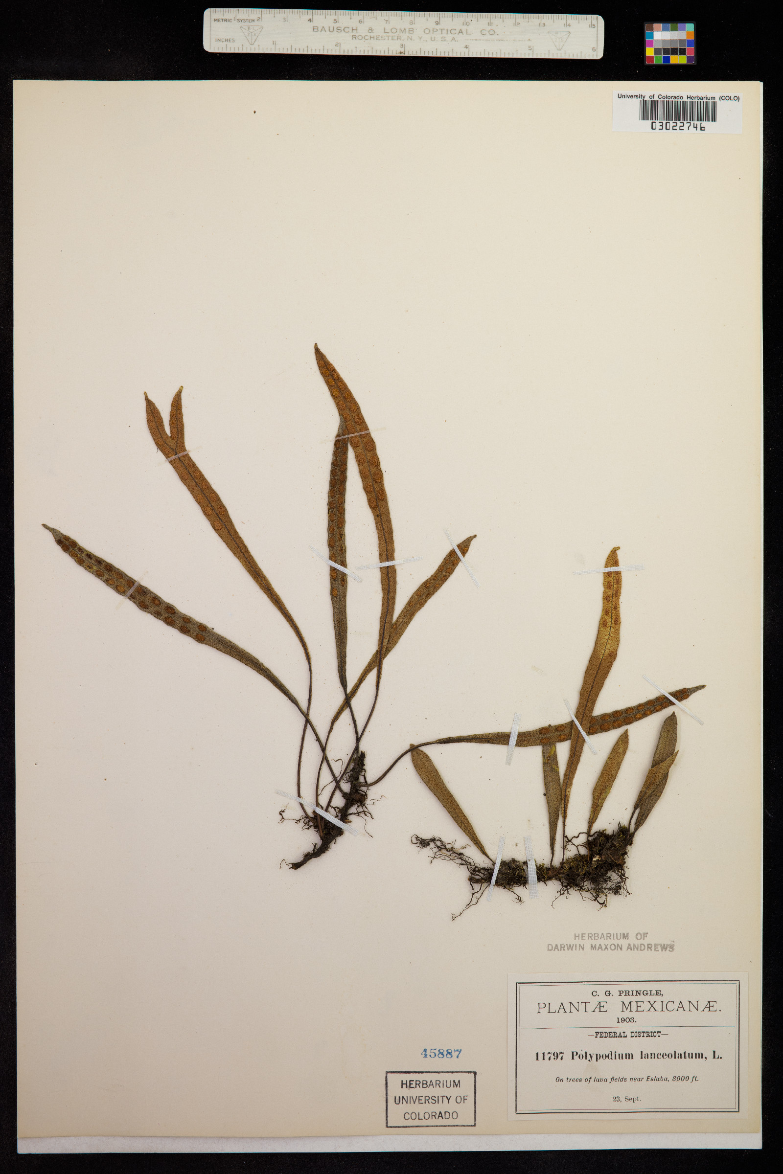 Polypodium lanceolatum image