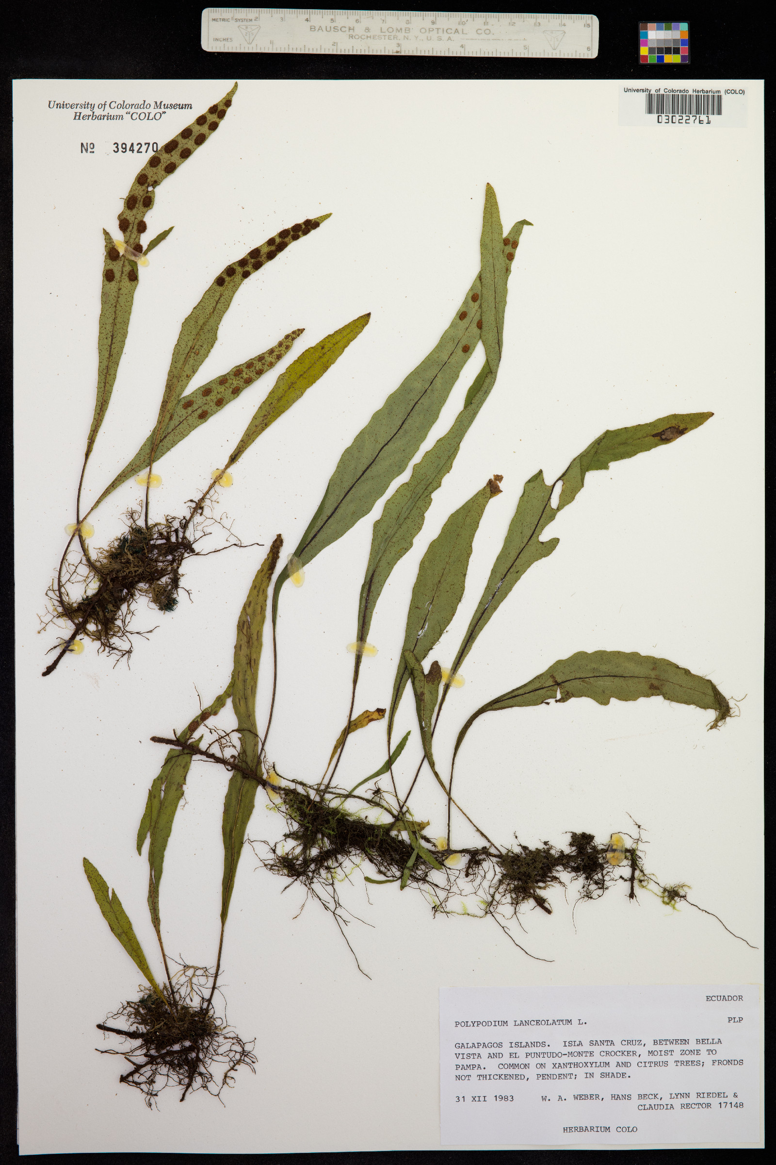 Polypodium lanceolatum image