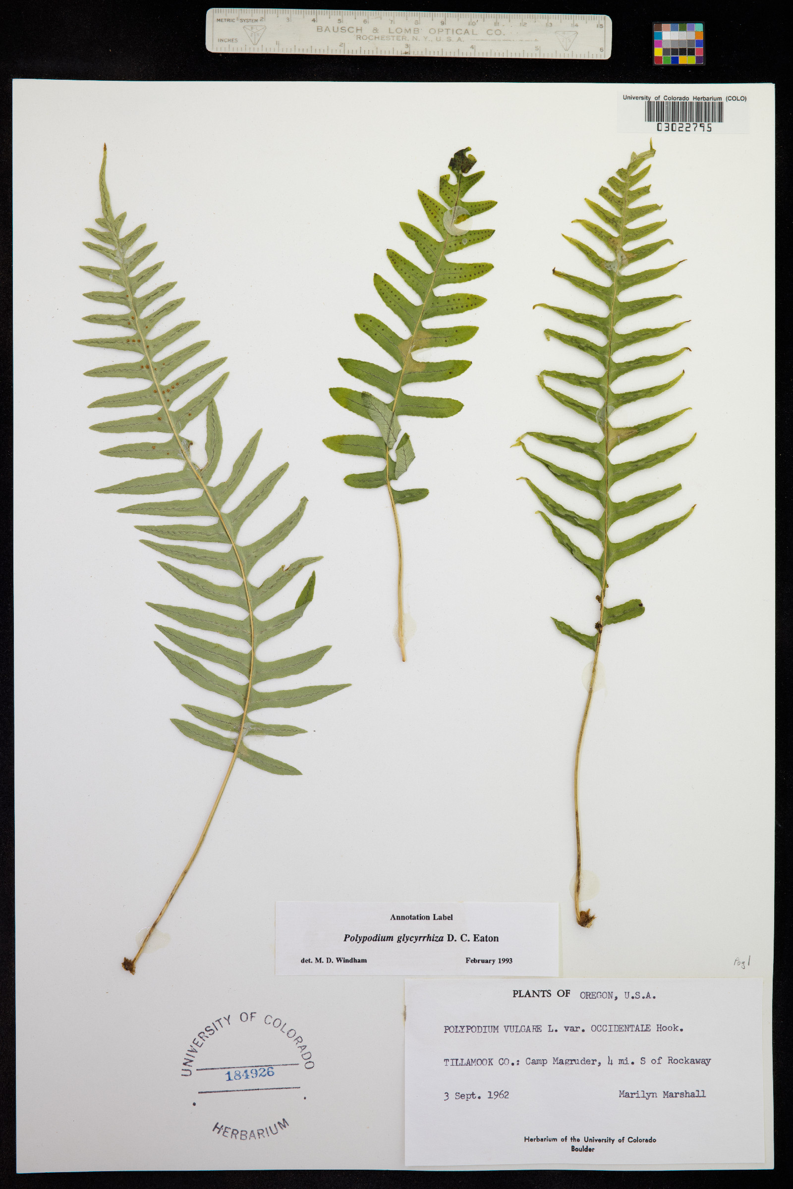 Polypodium glycyrrhiza image