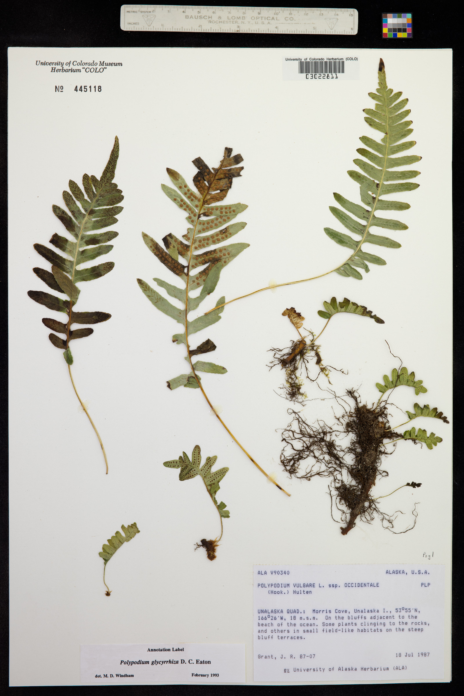 Polypodium glycyrrhiza image