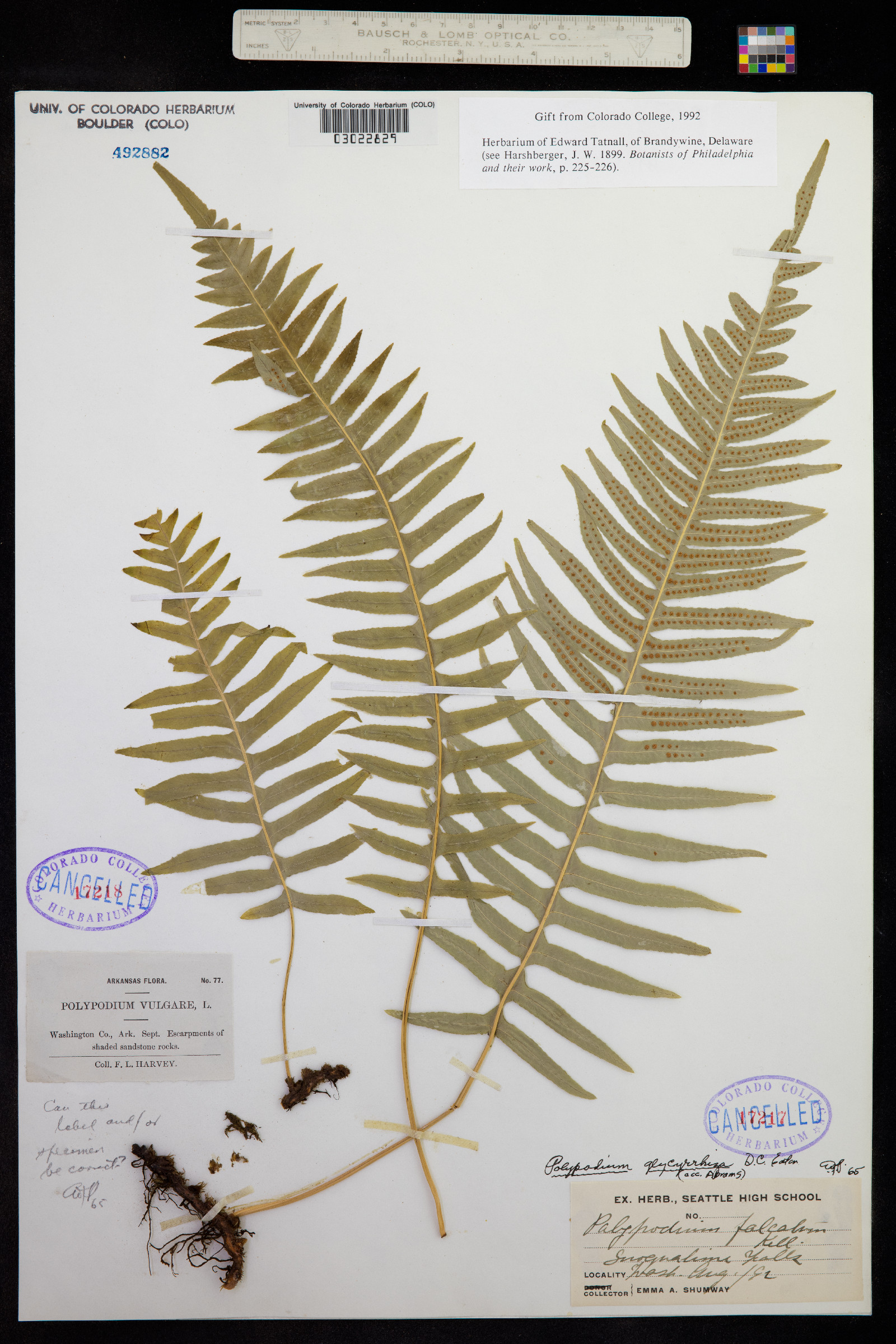 Polypodium glycyrrhiza image