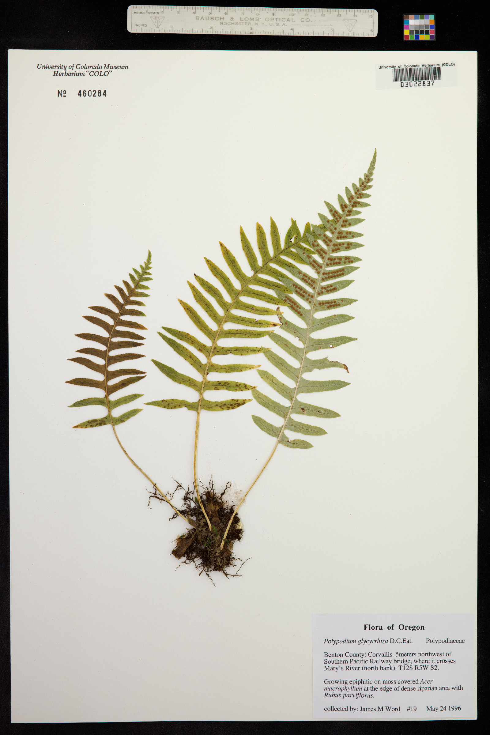 Polypodium glycyrrhiza image