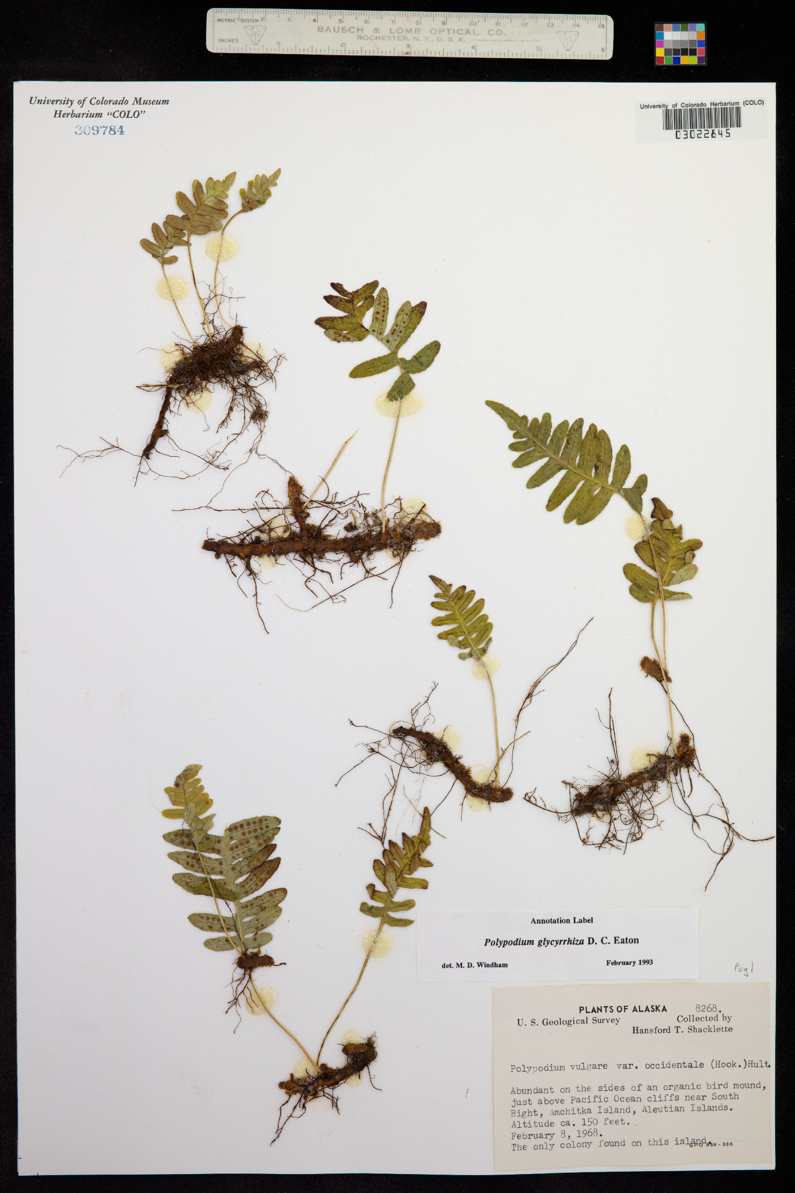 Polypodium glycyrrhiza image