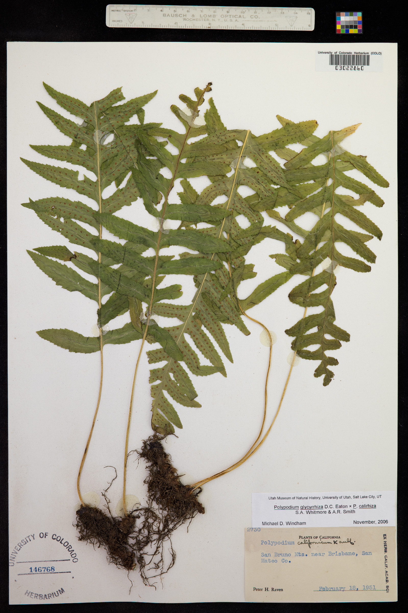 Polypodium glycyrrhiza image