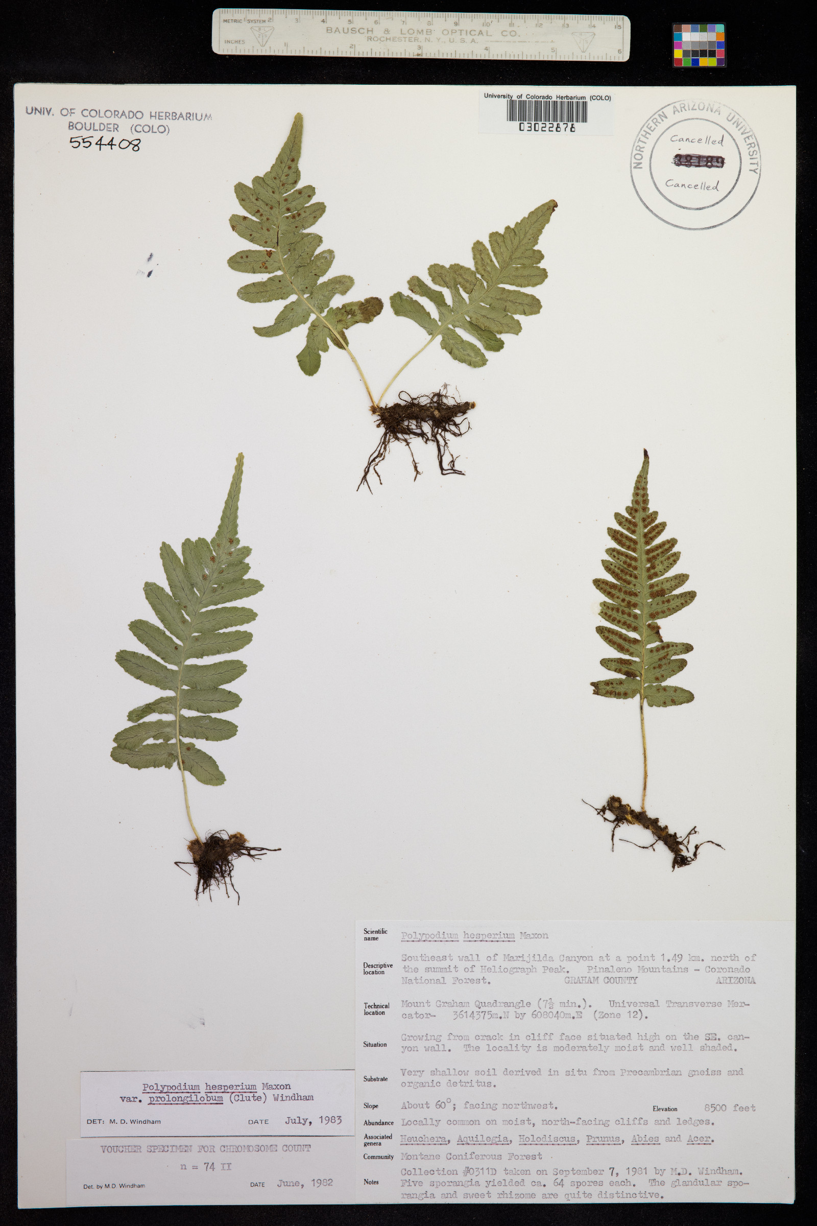 Polypodium hesperium image