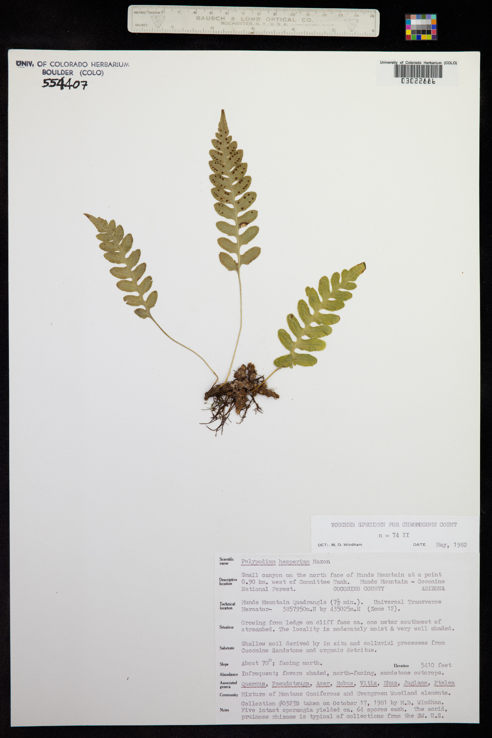 Polypodium hesperium image