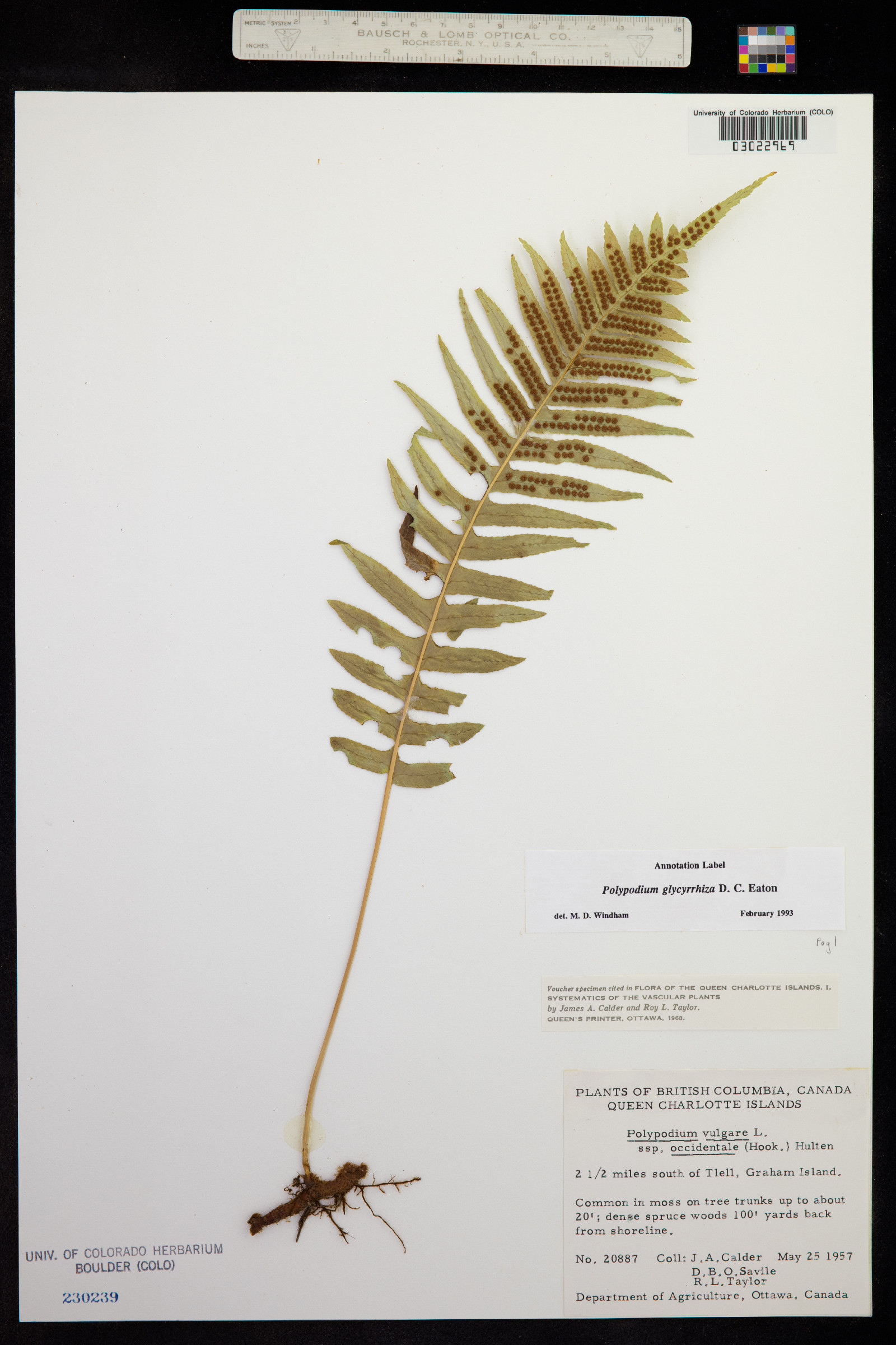 Polypodium glycyrrhiza image