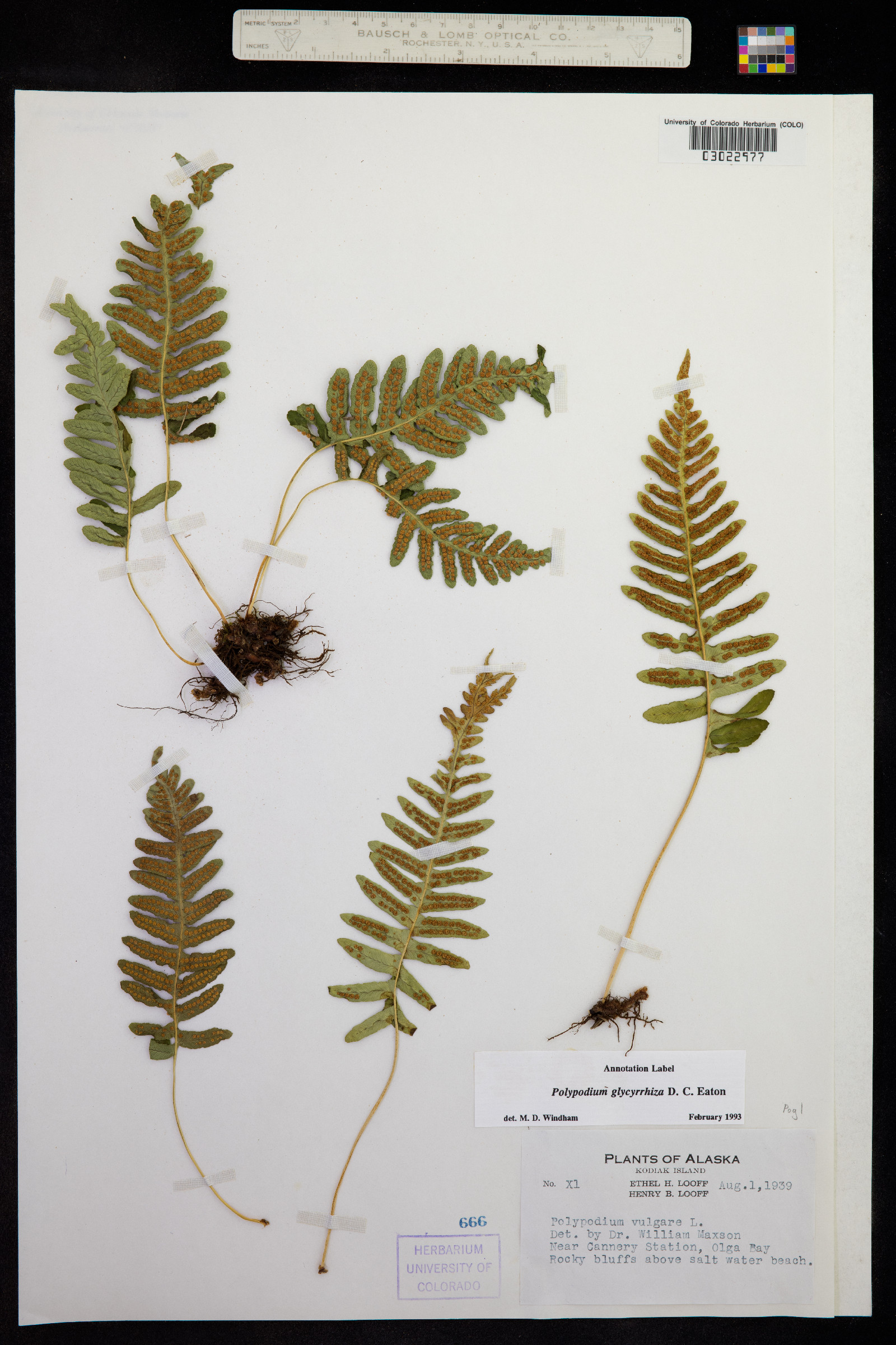 Polypodium glycyrrhiza image