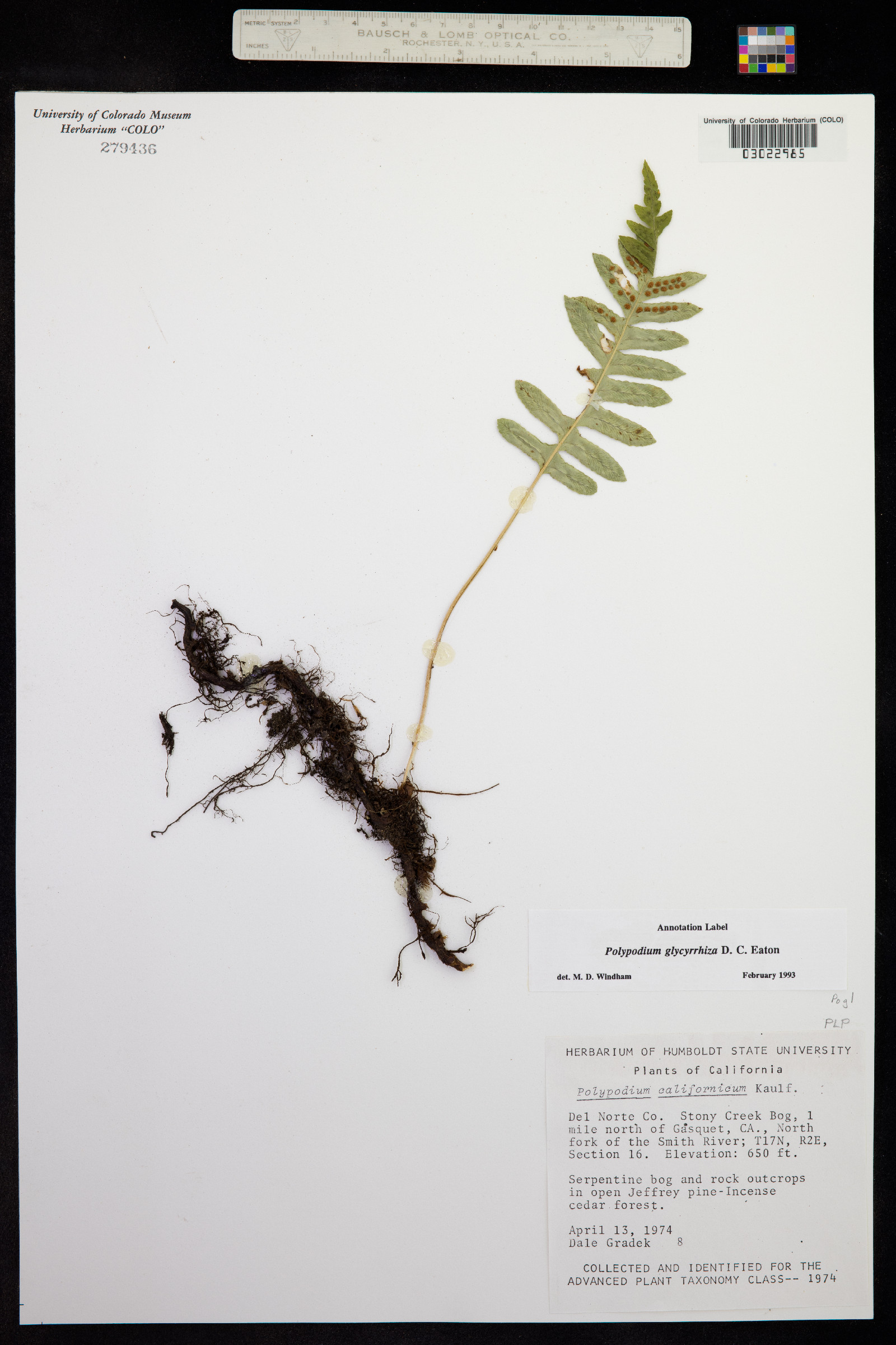 Polypodium glycyrrhiza image