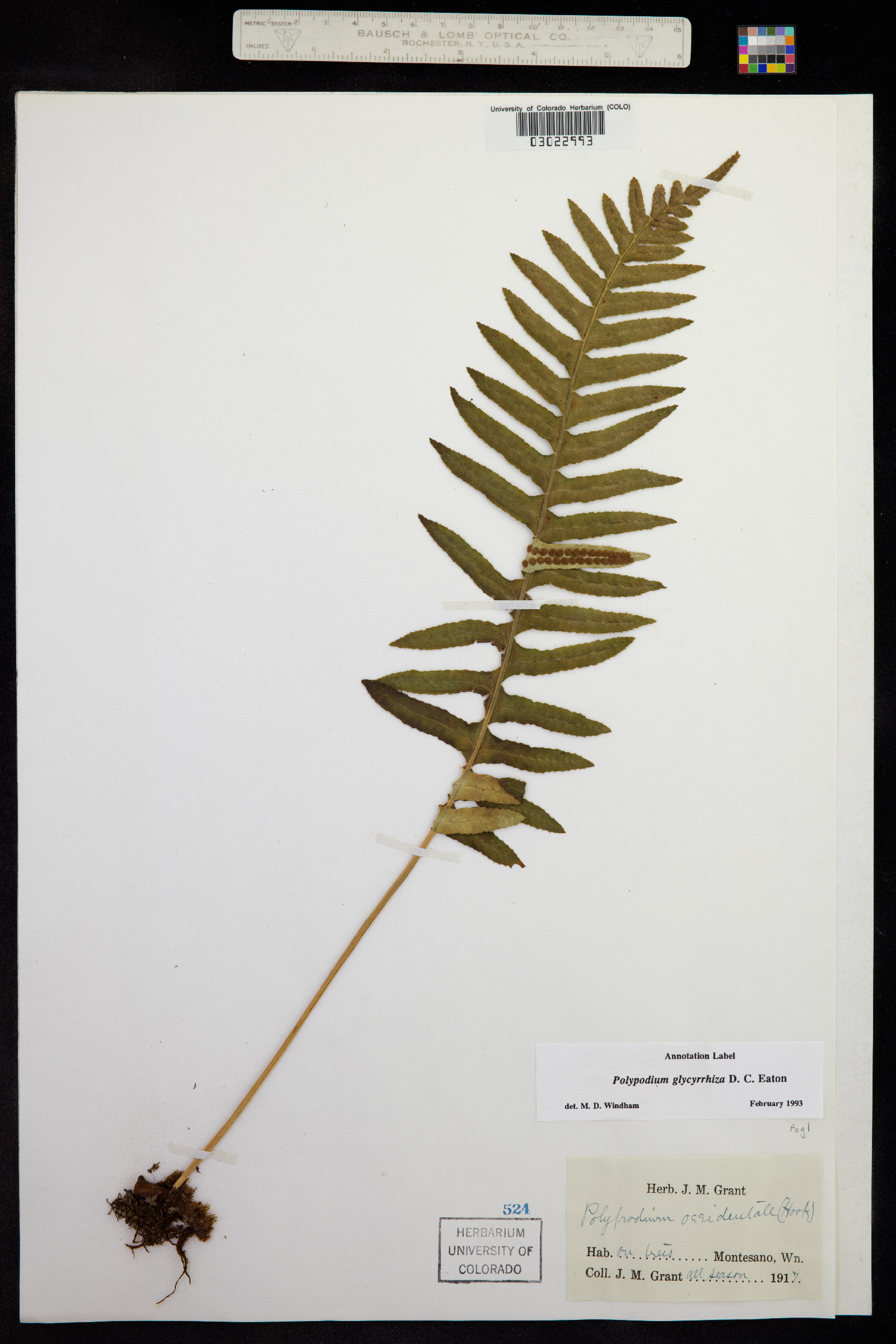 Polypodium glycyrrhiza image