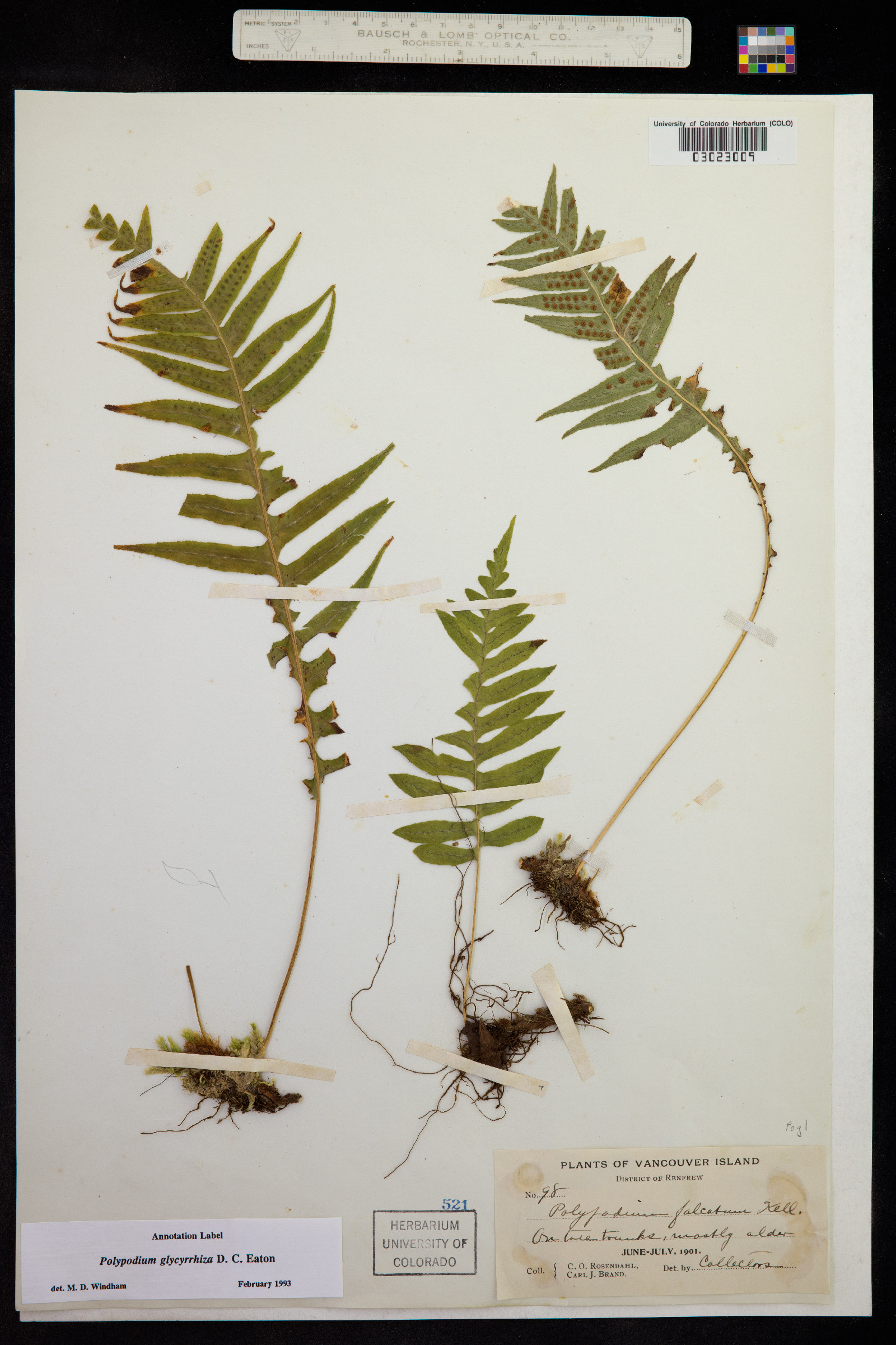 Polypodium glycyrrhiza image