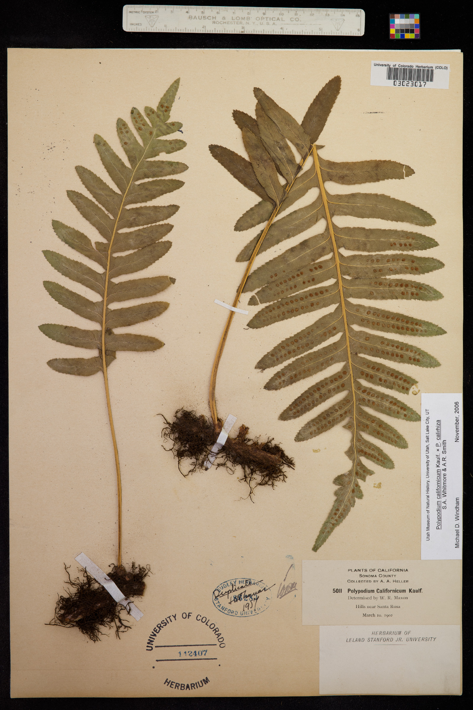 Polypodium californicum image