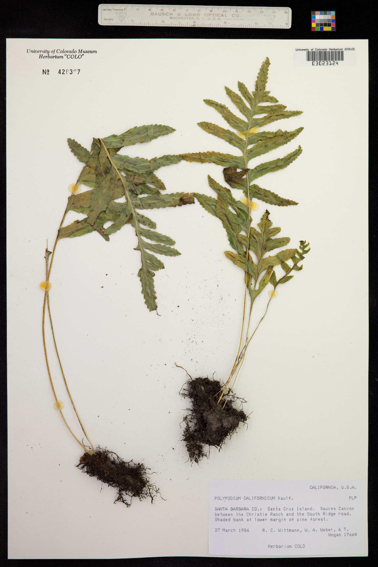 Polypodium californicum image