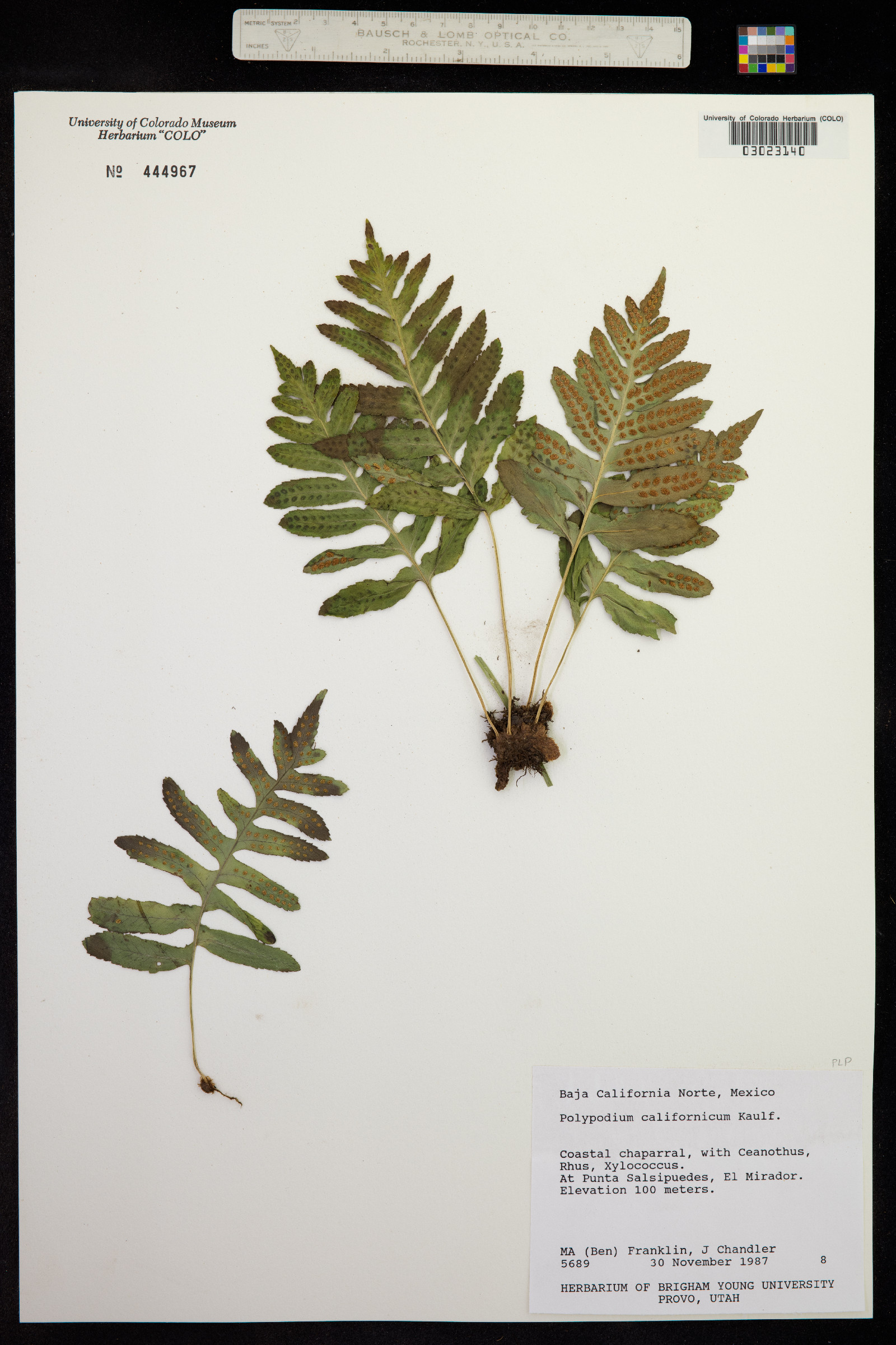 Polypodium californicum image