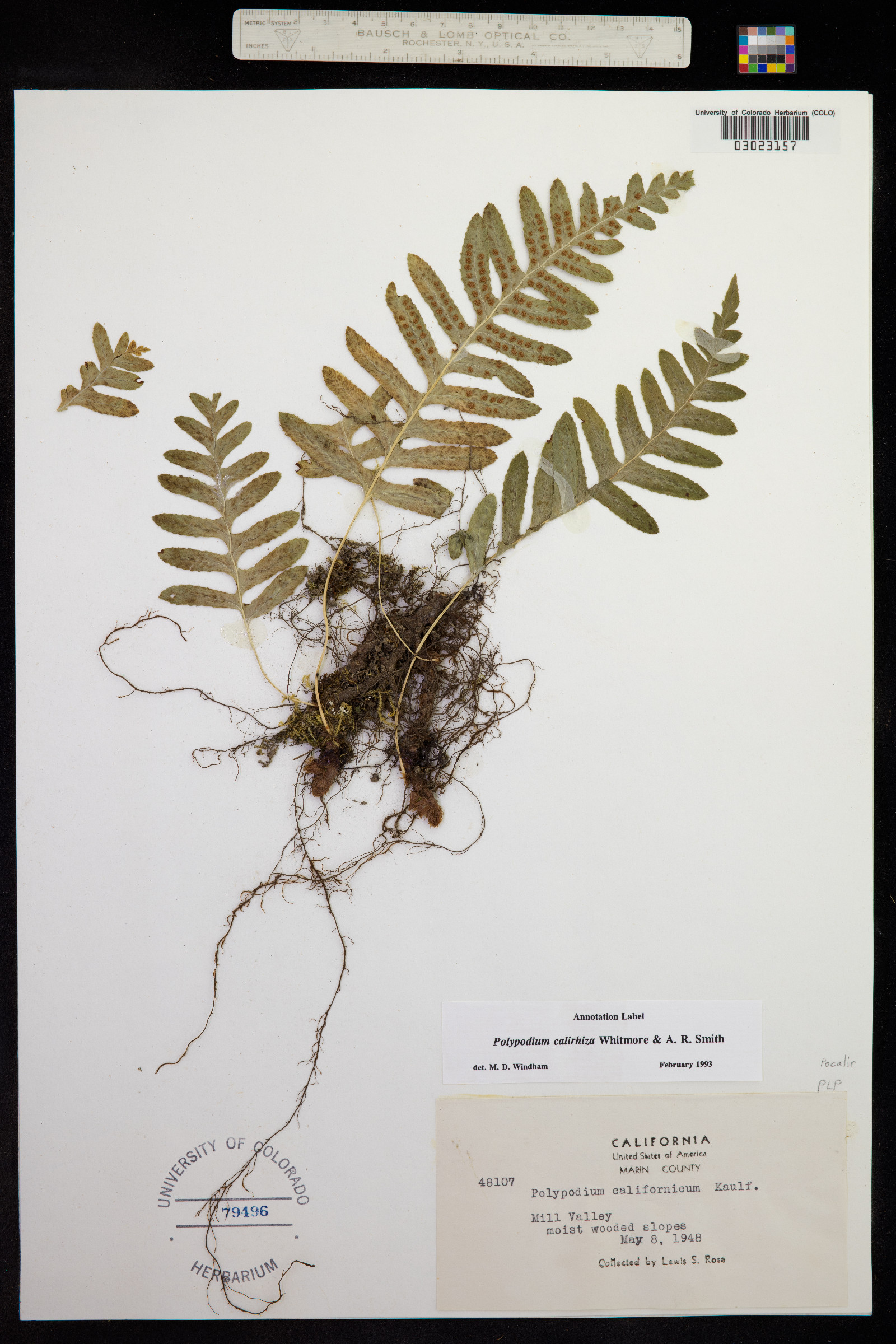 Polypodium californicum image