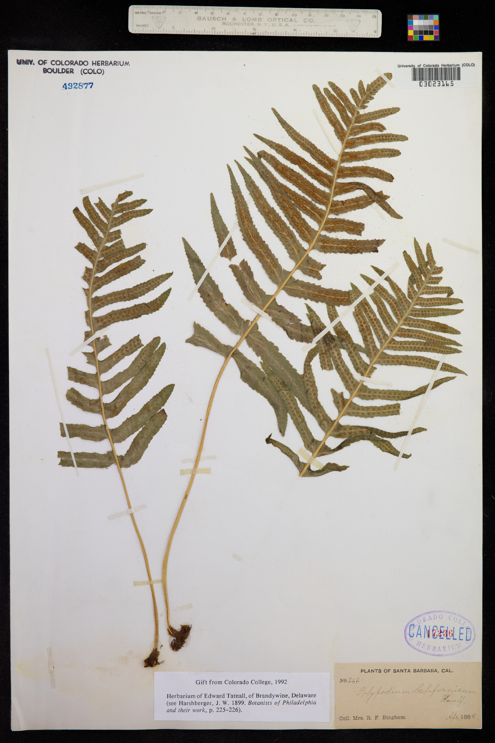 Polypodium californicum image
