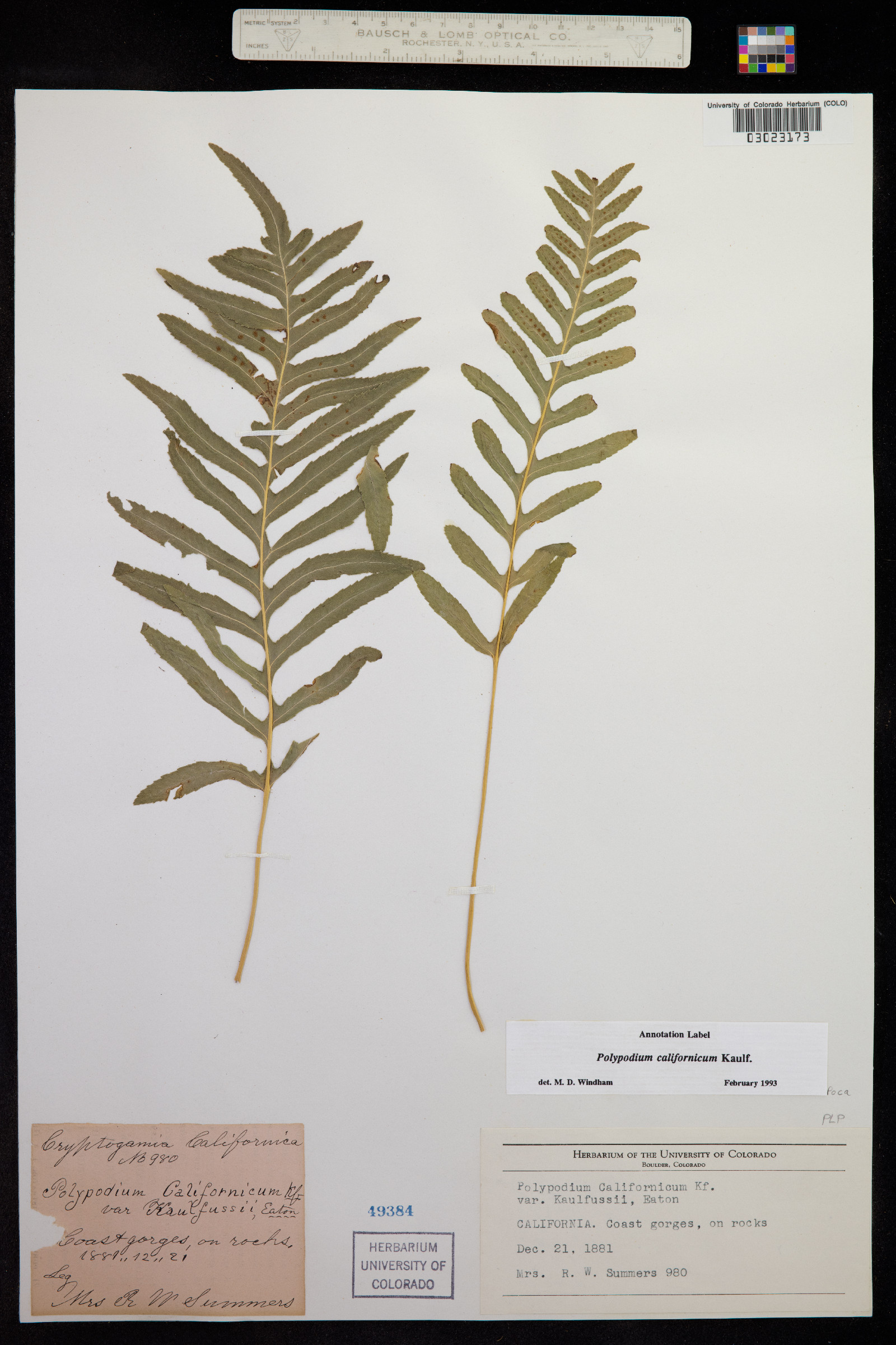 Polypodium californicum image