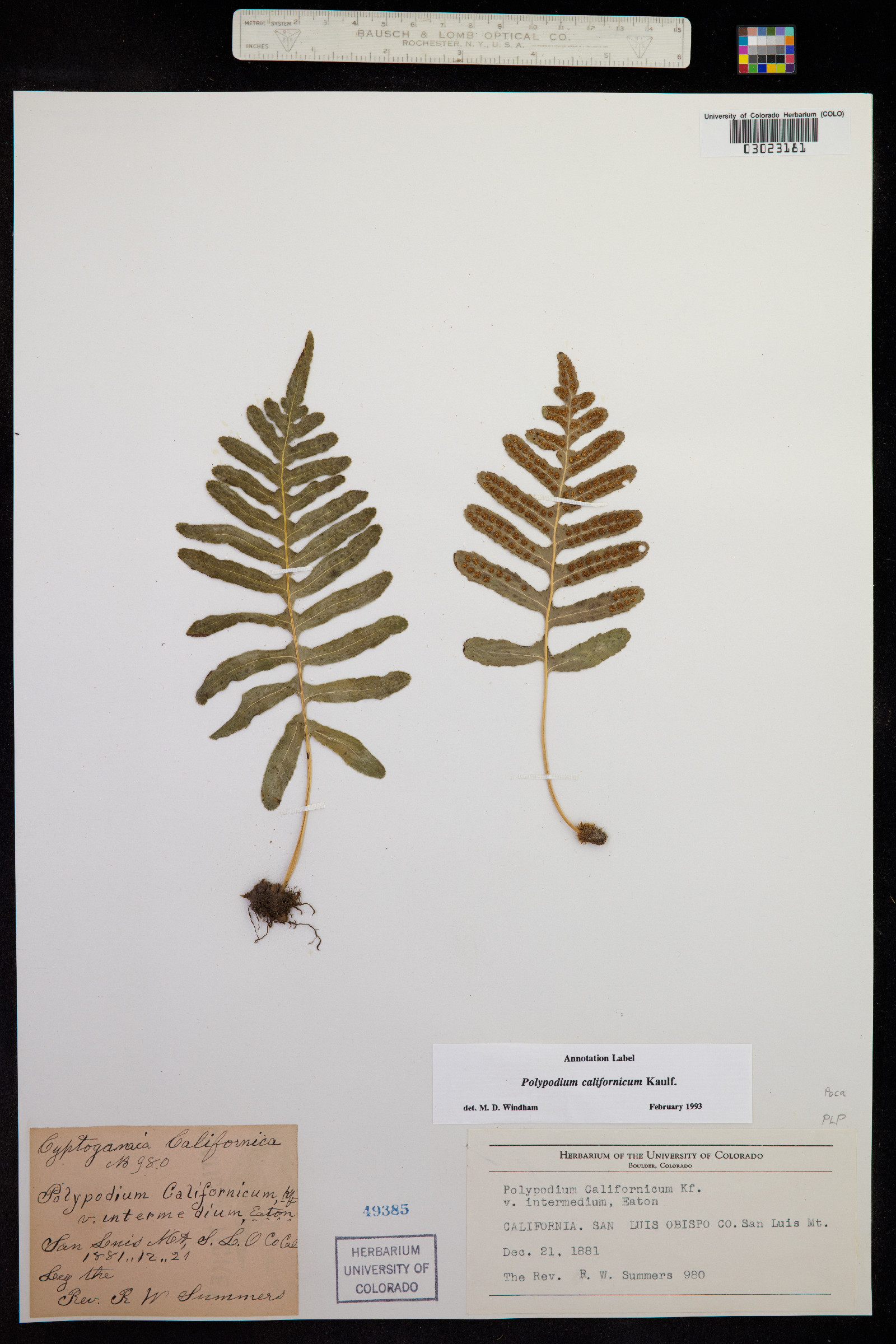 Polypodium californicum image