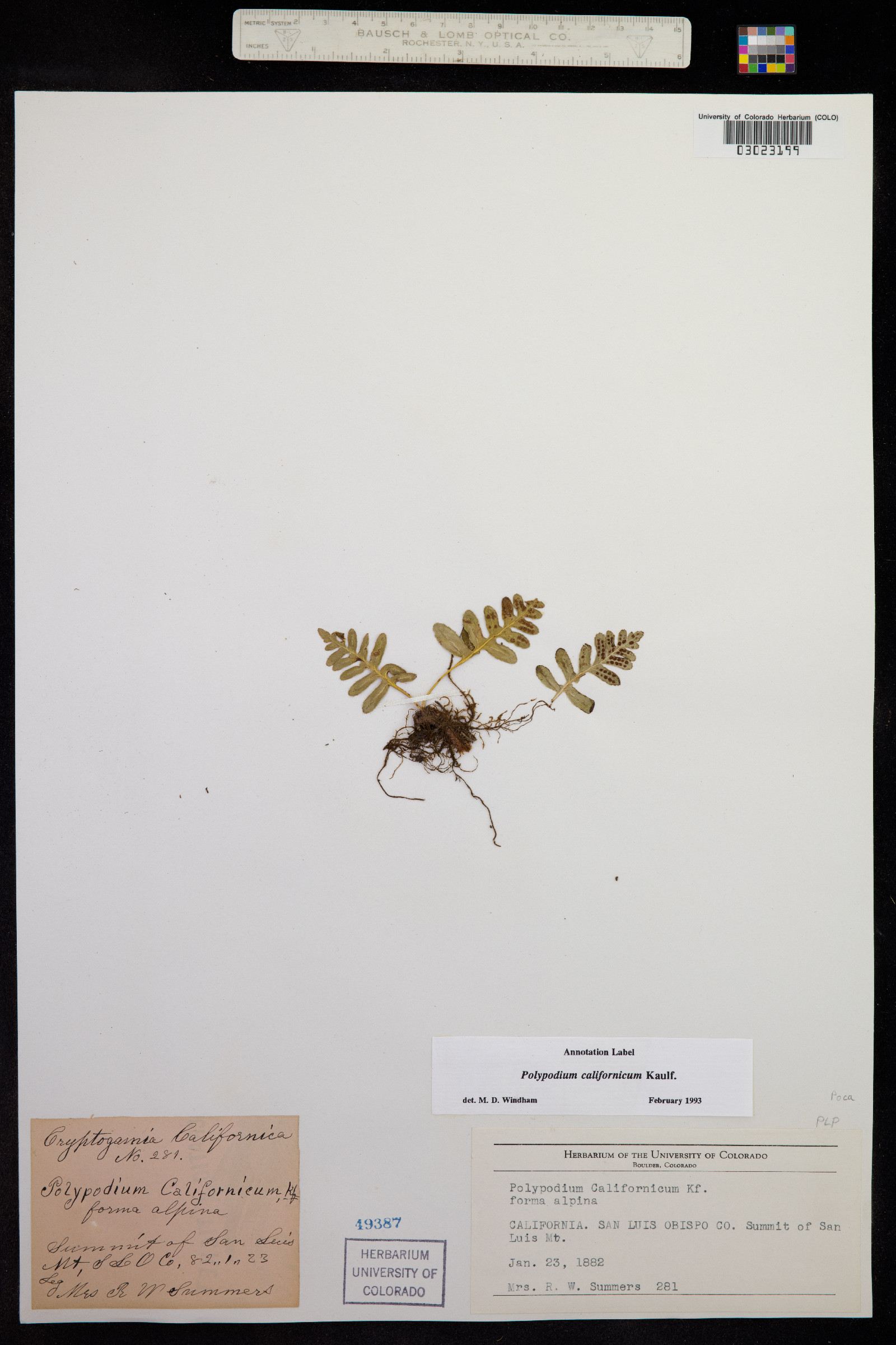 Polypodium californicum image
