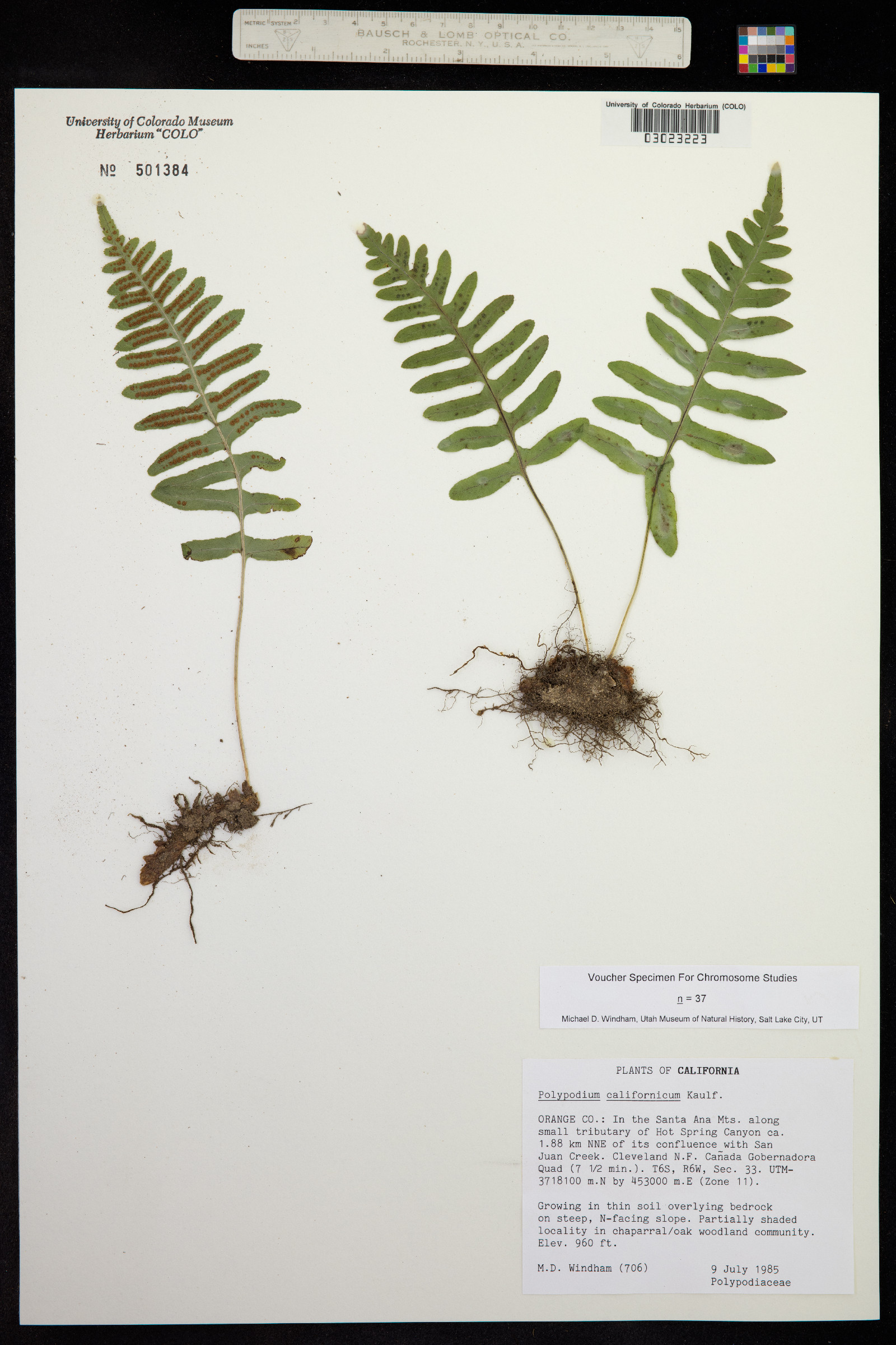 Polypodium californicum image