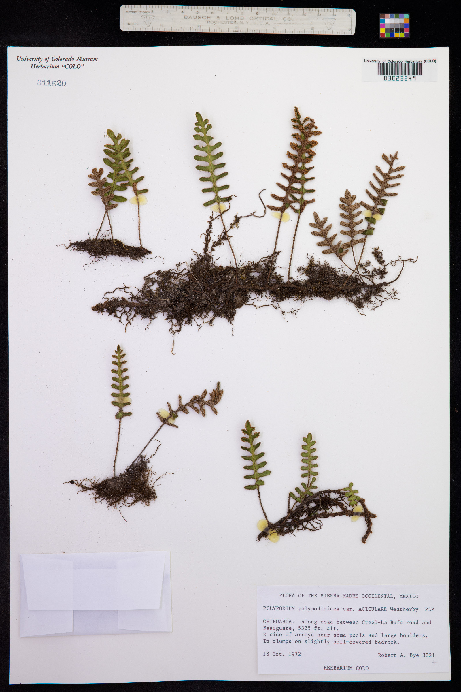 Pleopeltis polypodioides image