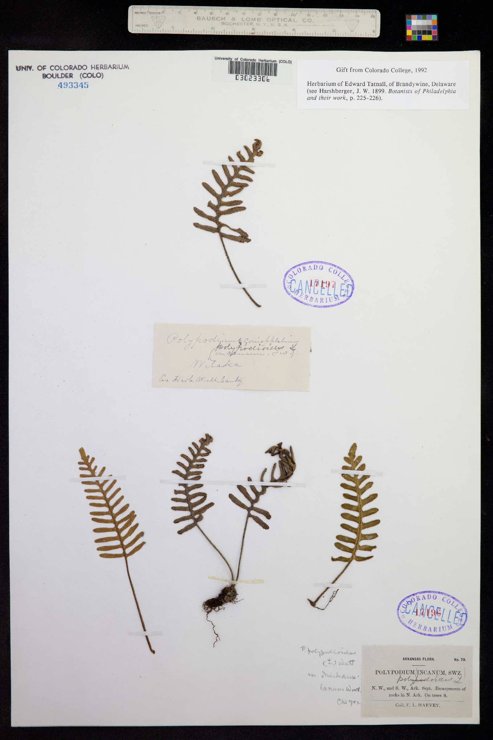 Pleopeltis polypodioides var. polypodioides image